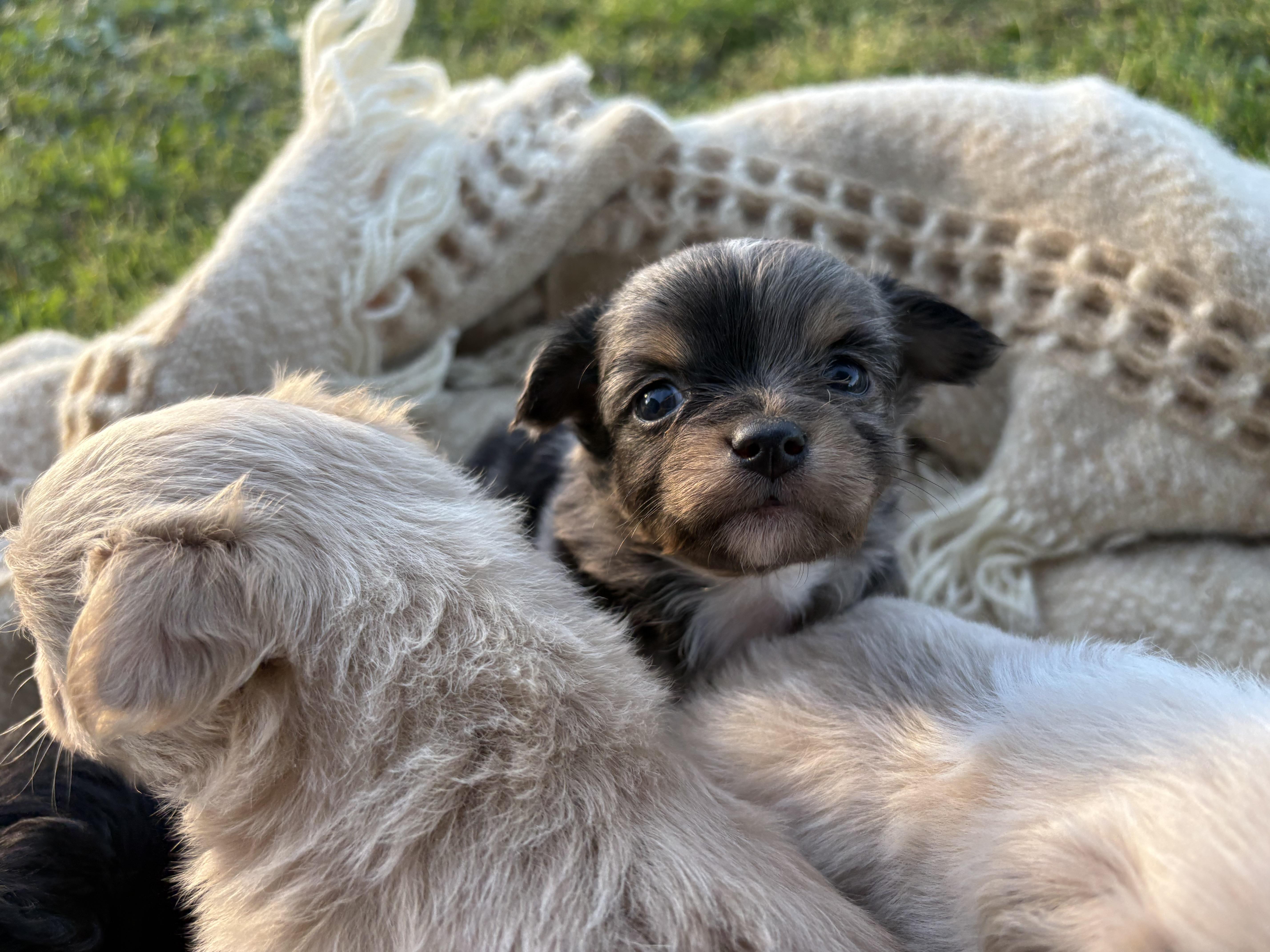 Enlarge Puppies , a ADOPTABLE mixed breed in Reedley, CA image 6/6