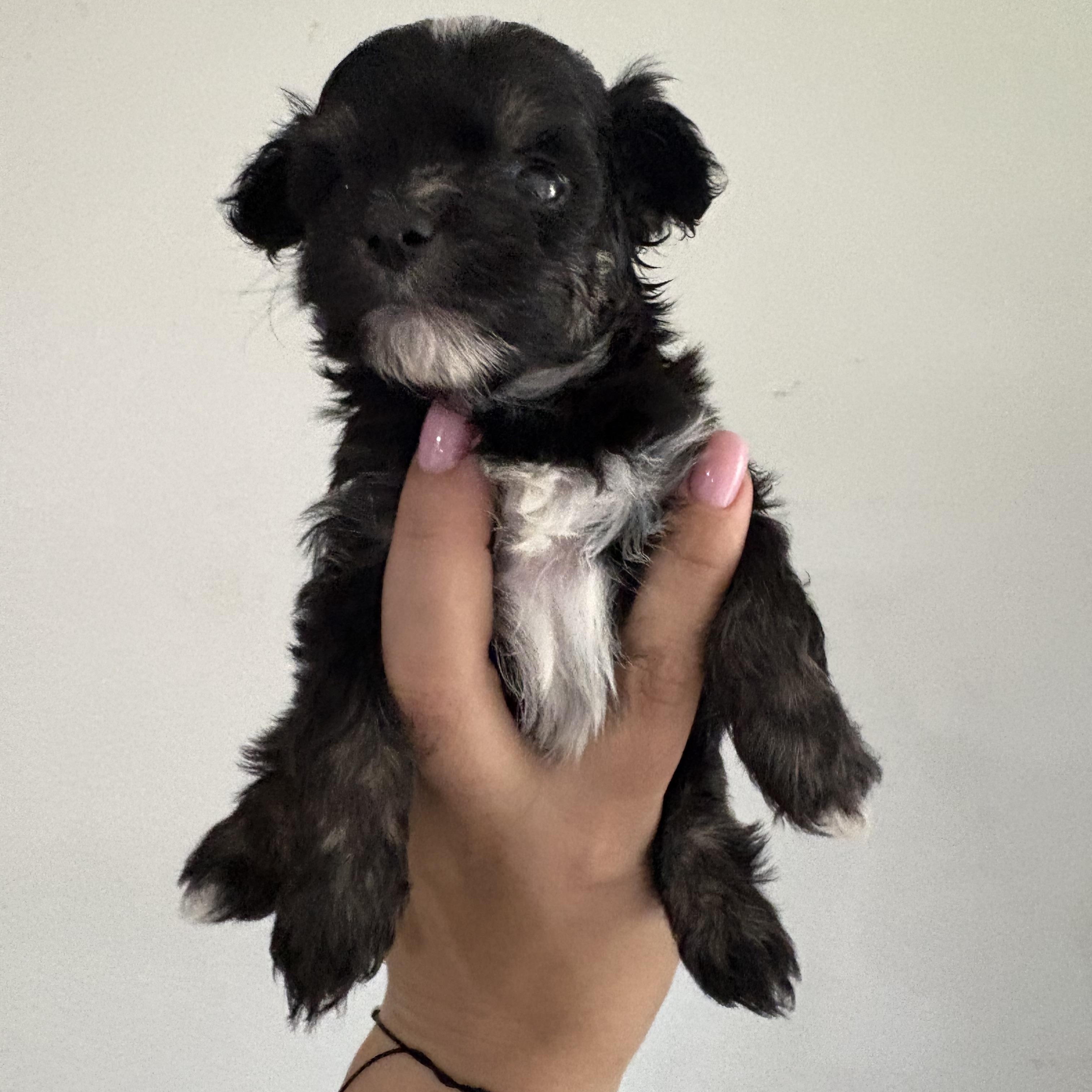 Enlarge Puppies , a ADOPTABLE mixed breed in Reedley, CA image 5/6