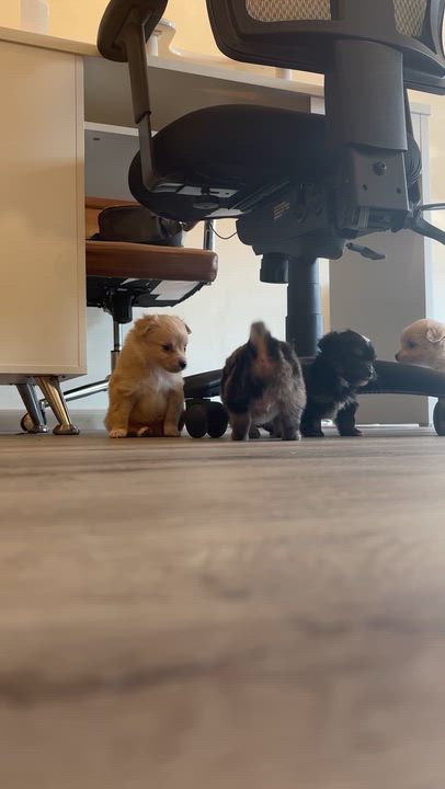 Enlarge Puppies , a ADOPTABLE mixed breed in Reedley, CA video 2/6