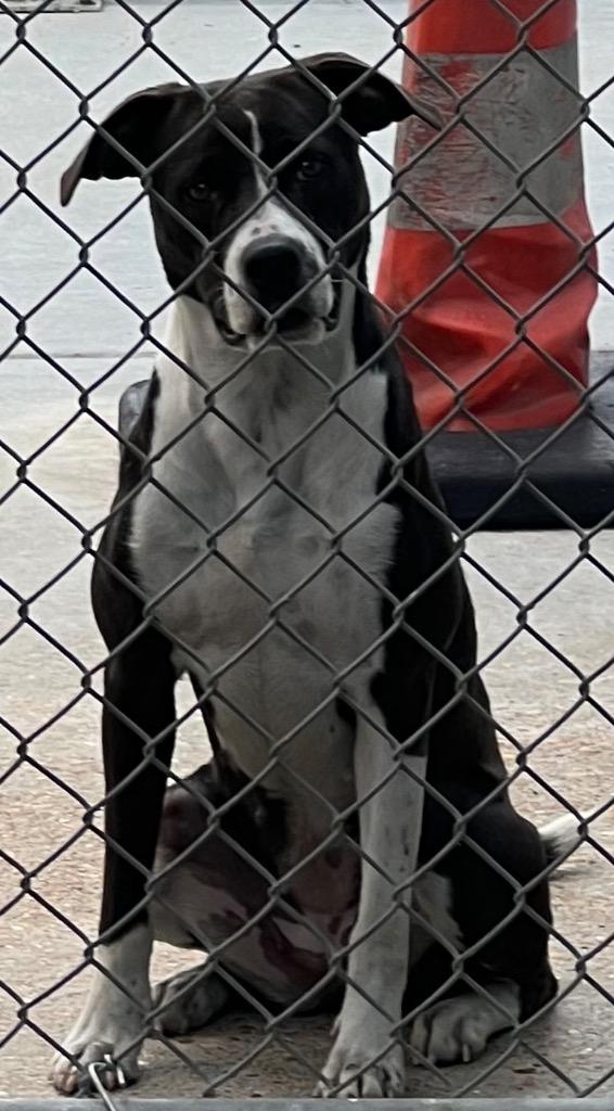 Enlarge Candie, a Adoptable Pointer in Greenwood, MS image 1/2