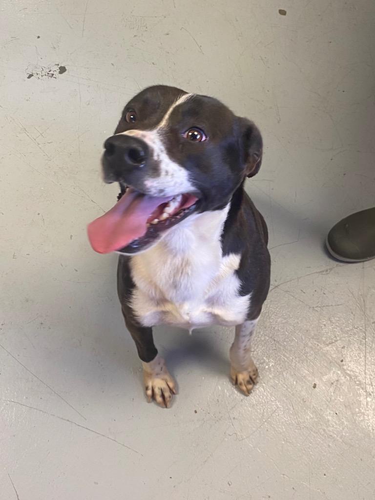 Candie, Adoptable, Adult Female Pointer.