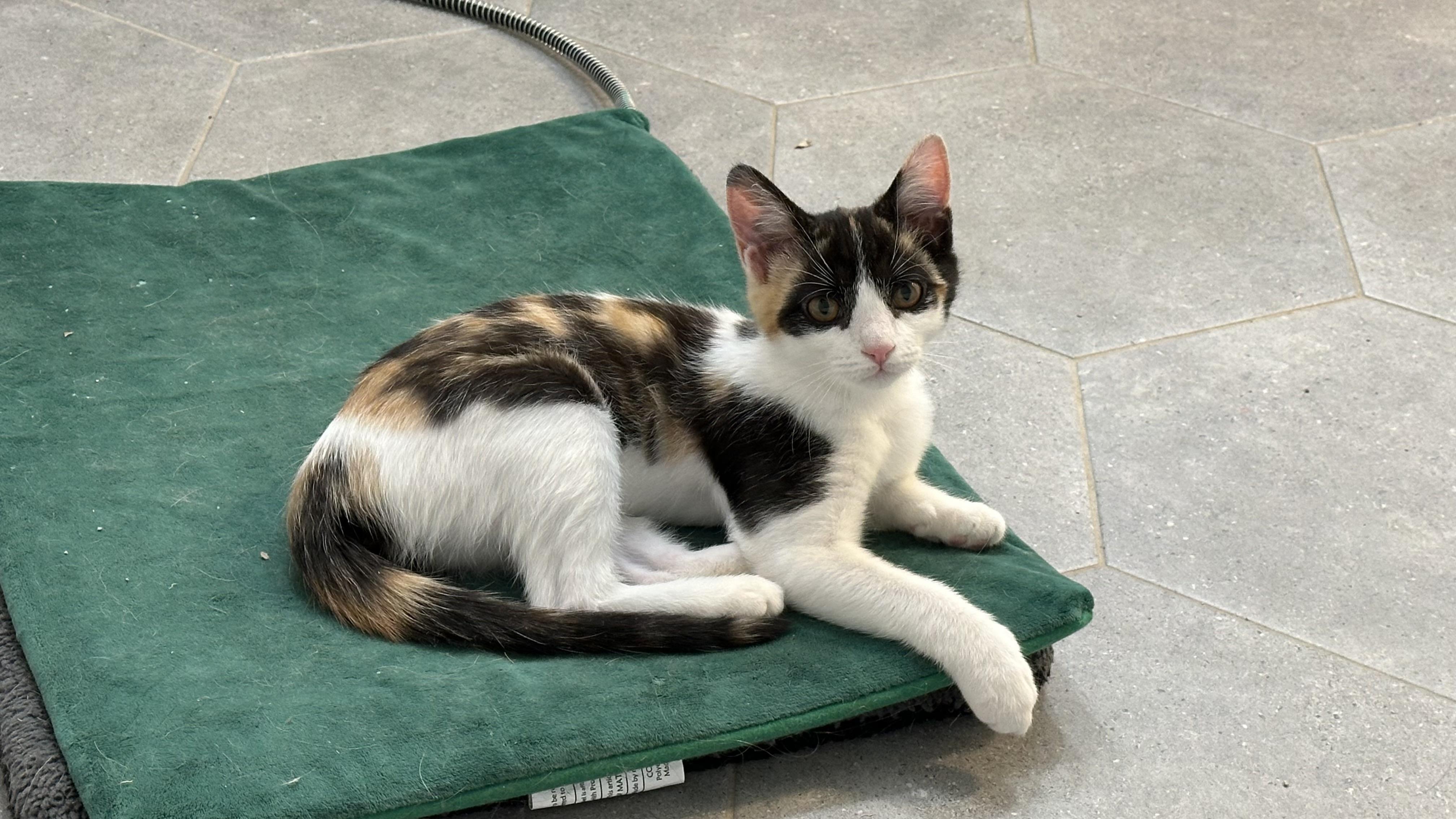 Enlarge Mina, an adopted Calico in Monticello, IN image 3/4