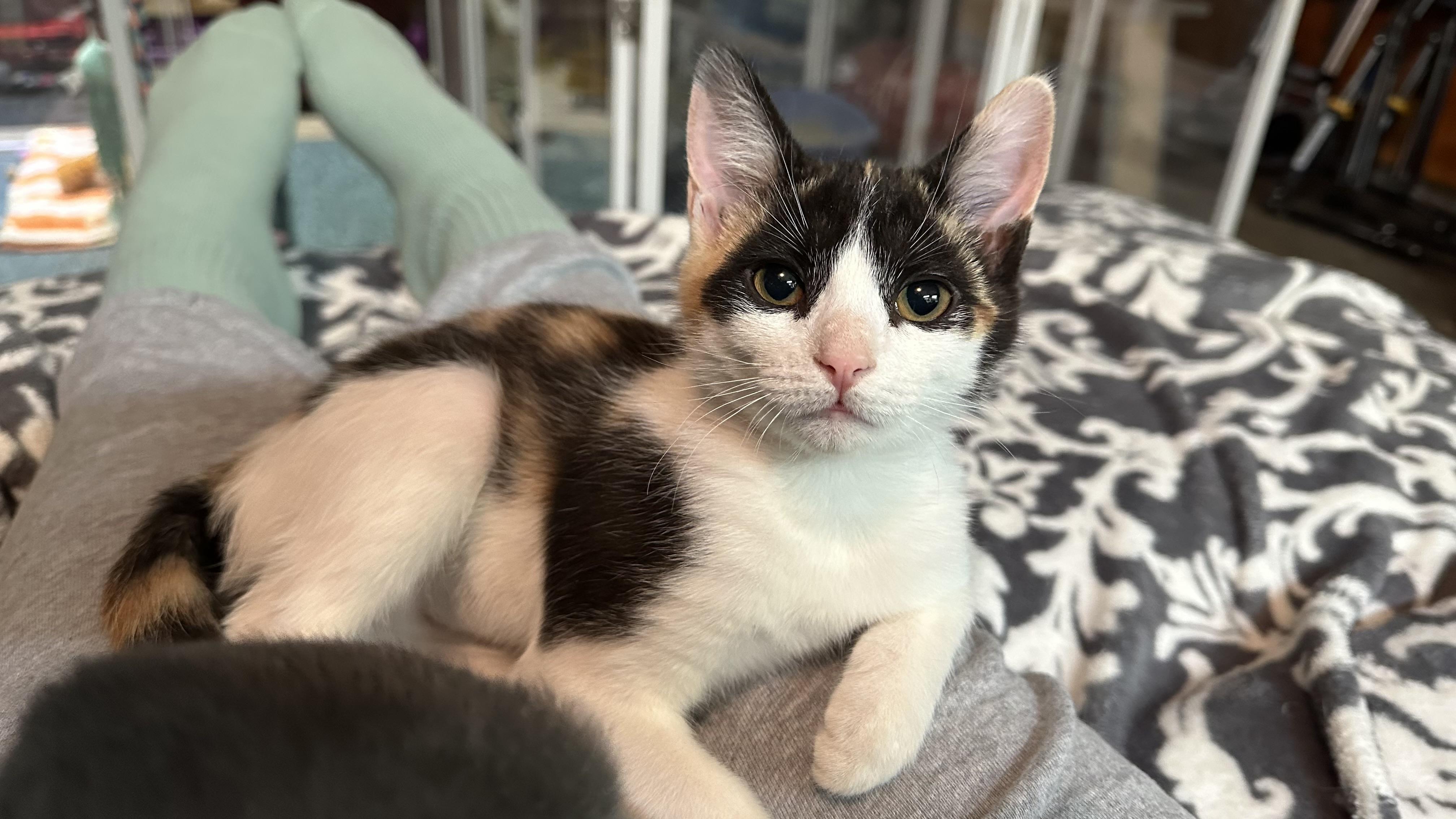 Enlarge Mina, an adopted Calico in Monticello, IN image 2/4