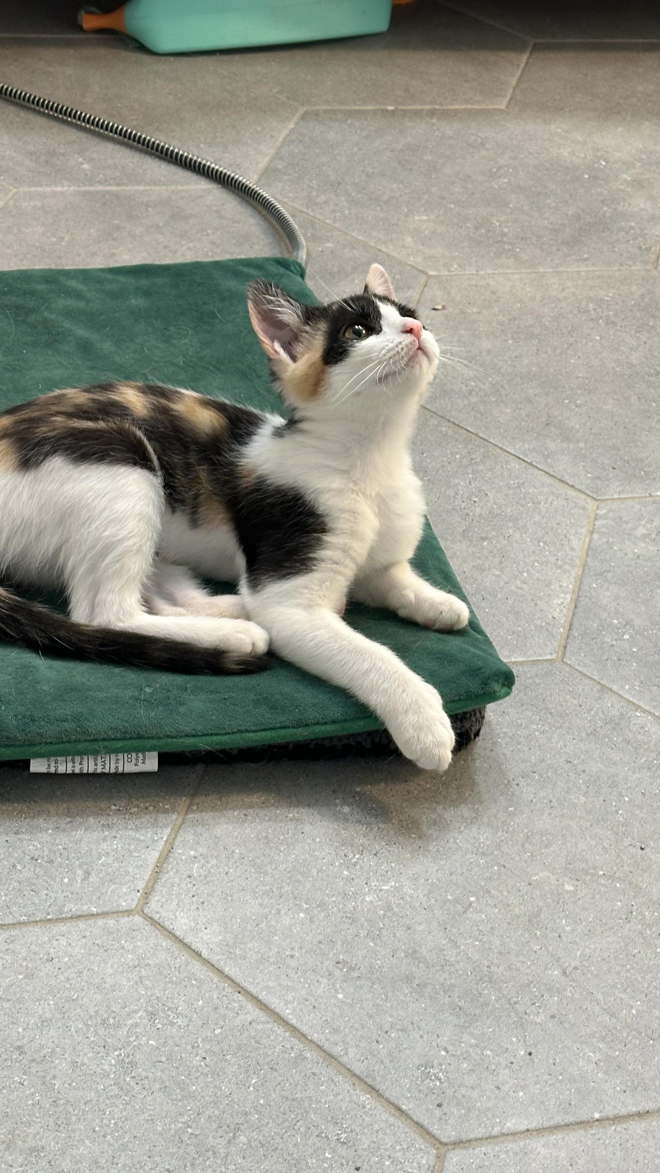 Enlarge Mina, an adopted Calico in Monticello, IN image 4/4