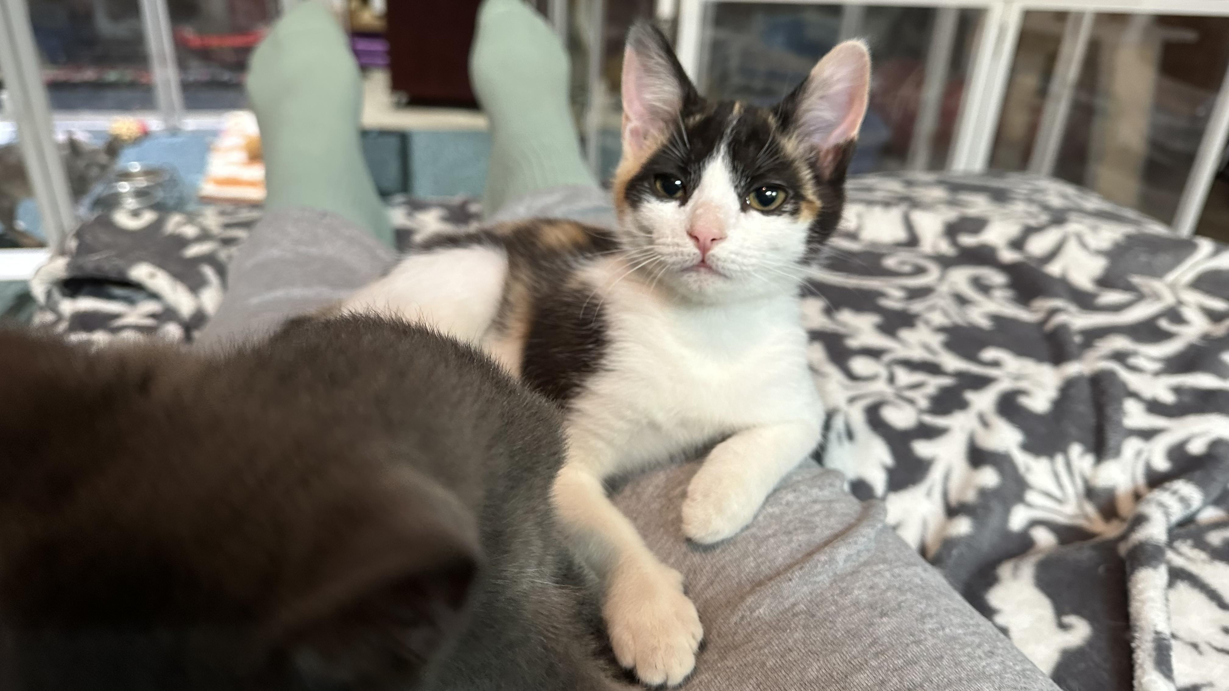 Mina, adopted, Kitten Female Calico.