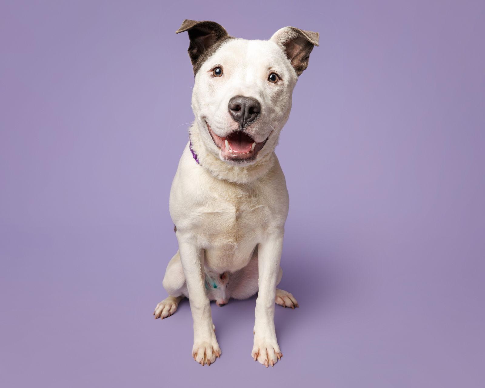 Enlarge Jester, a Adoptable Mixed Breed in Durham, NC image 1/1
