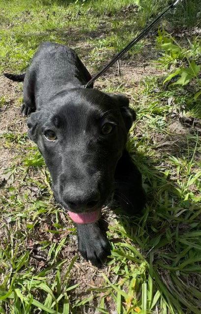 Carson, a Adoptable Labrador Retriever in Tarrytown, GA image 1/3