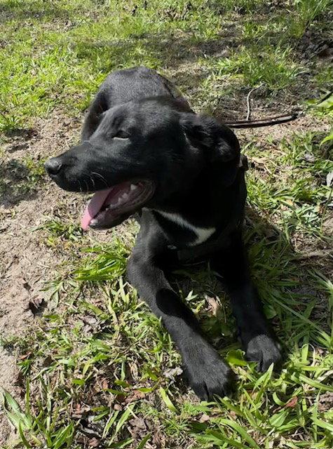 Carson, a Adoptable Labrador Retriever in Tarrytown, GA image 2/3