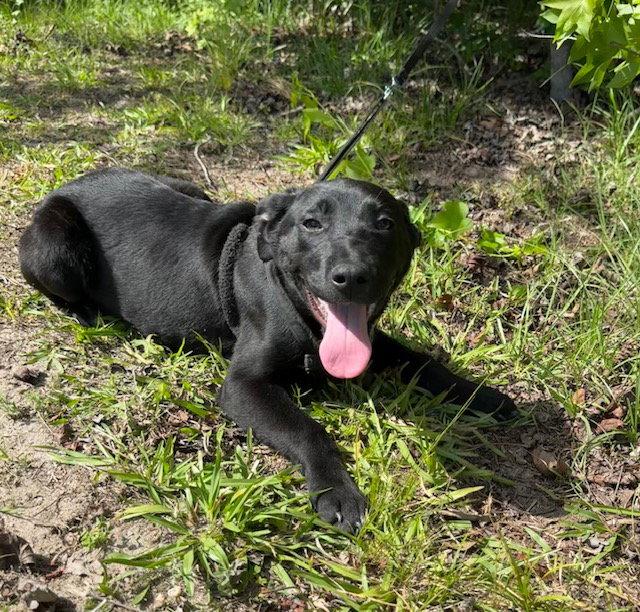 Carson, a Adoptable Labrador Retriever in Tarrytown, GA image 3/3
