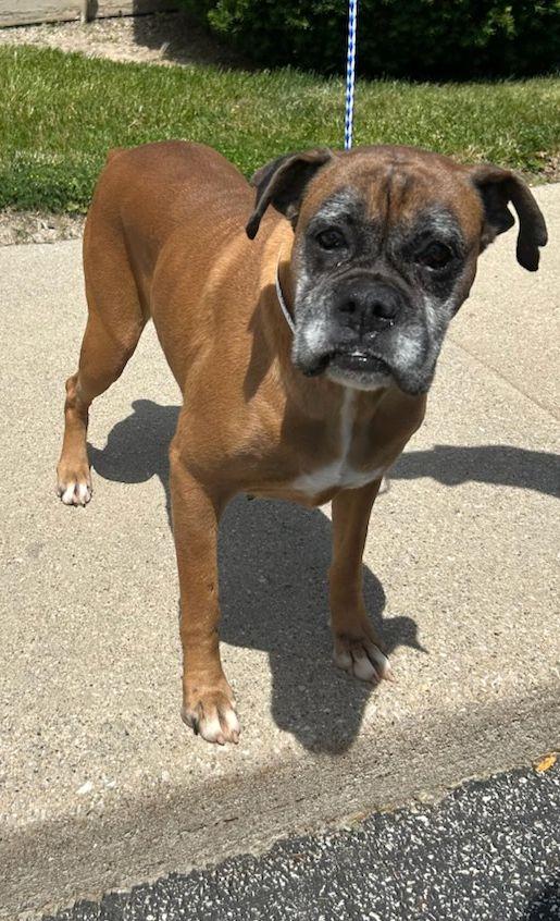 DAISY (ohiosdrescue(at)gmail.com), a ADOPTABLE Boxer in Rossford, OH image 4/4