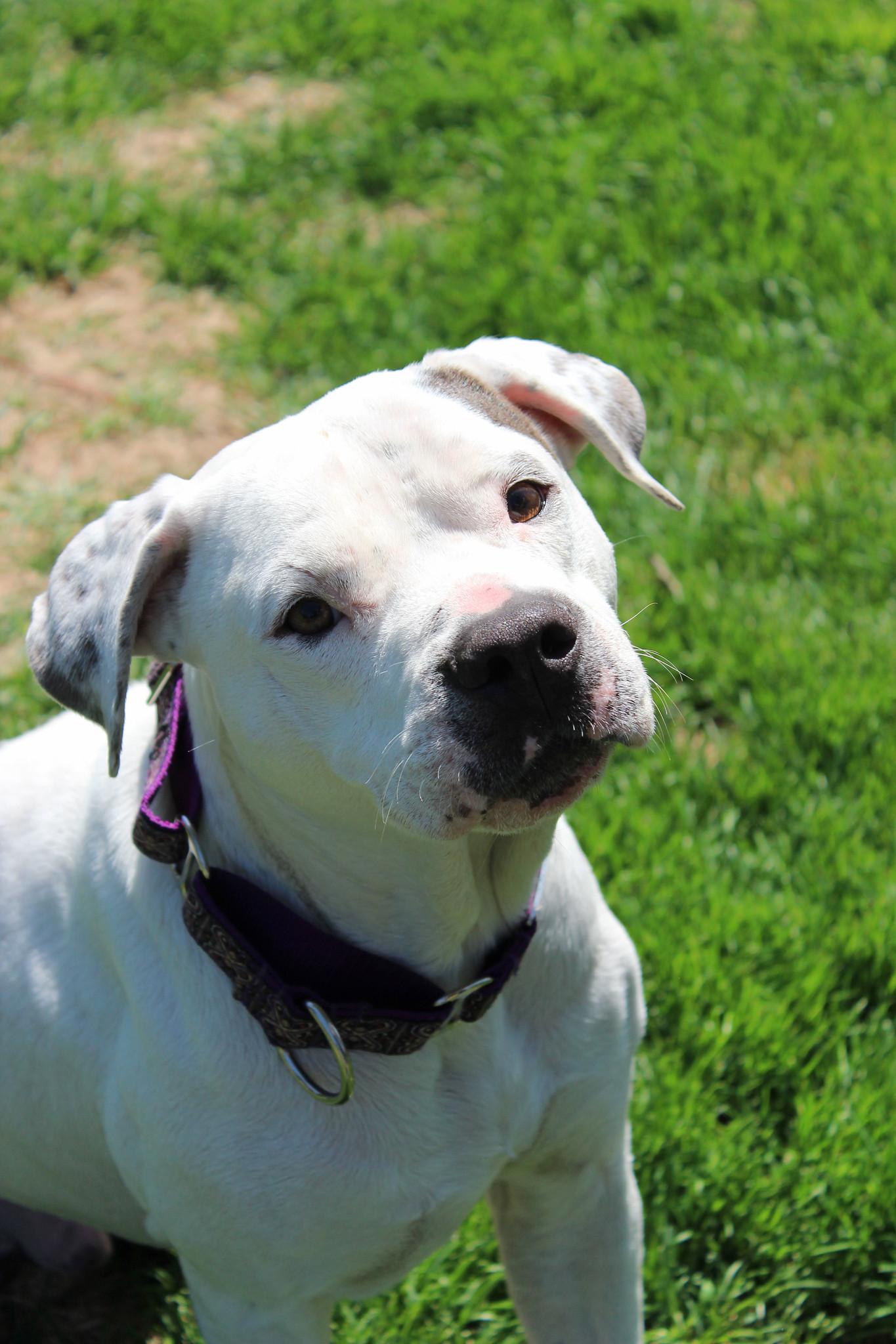Skylar, an adoptable Terrier in Sioux Falls, SD, 57101 | Photo Image 2