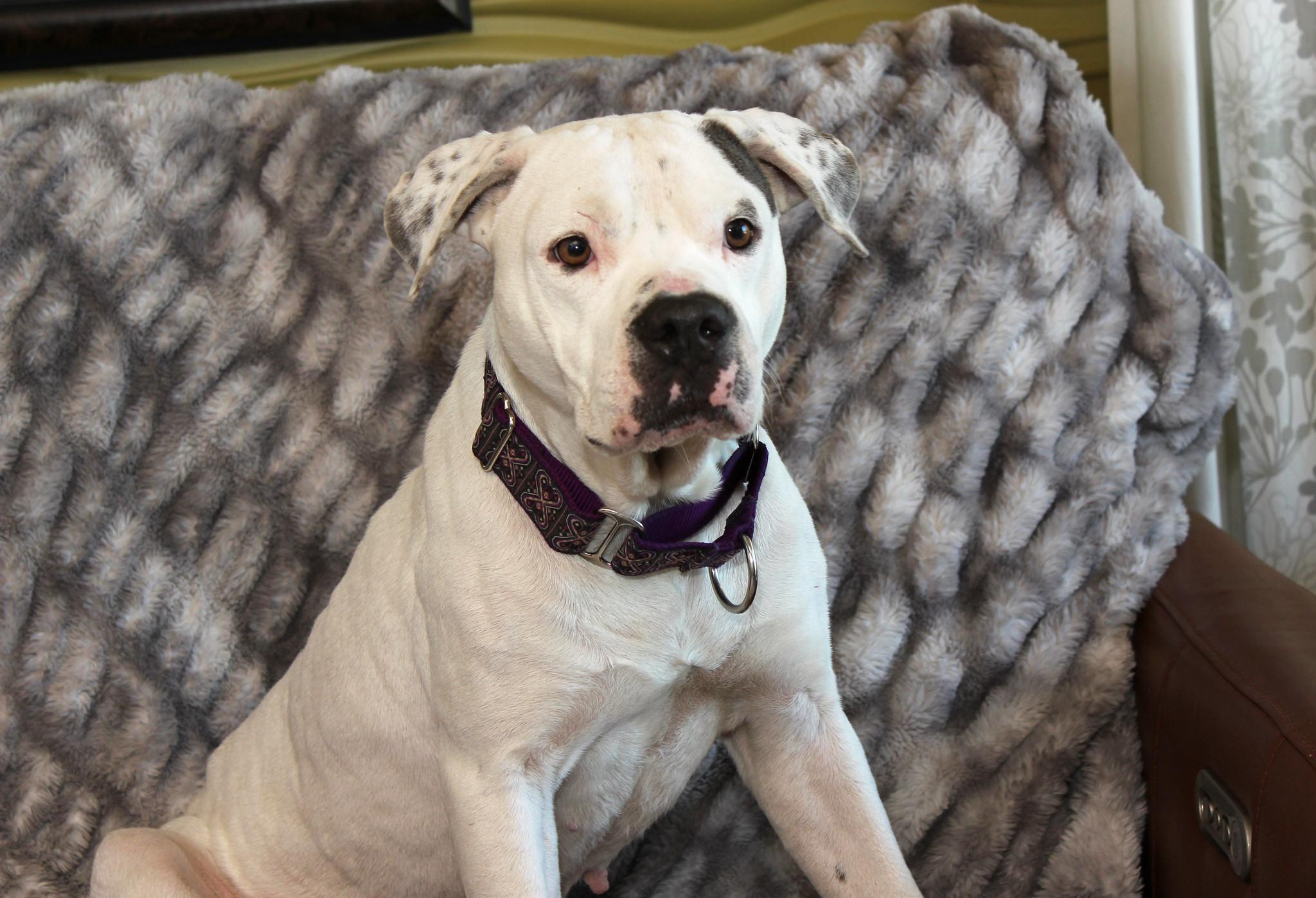 Skylar, an adoptable Terrier in Sioux Falls, SD, 57101 | Photo Image 4