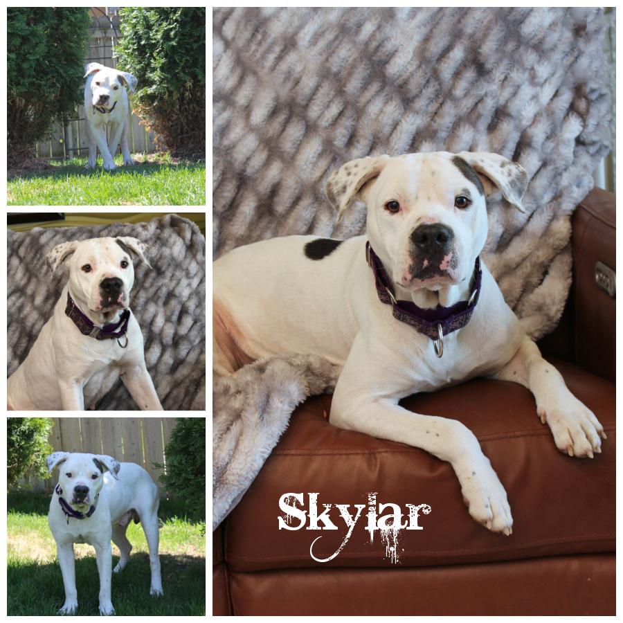 Skylar, an adoptable Terrier in Sioux Falls, SD, 57101 | Photo Image 1