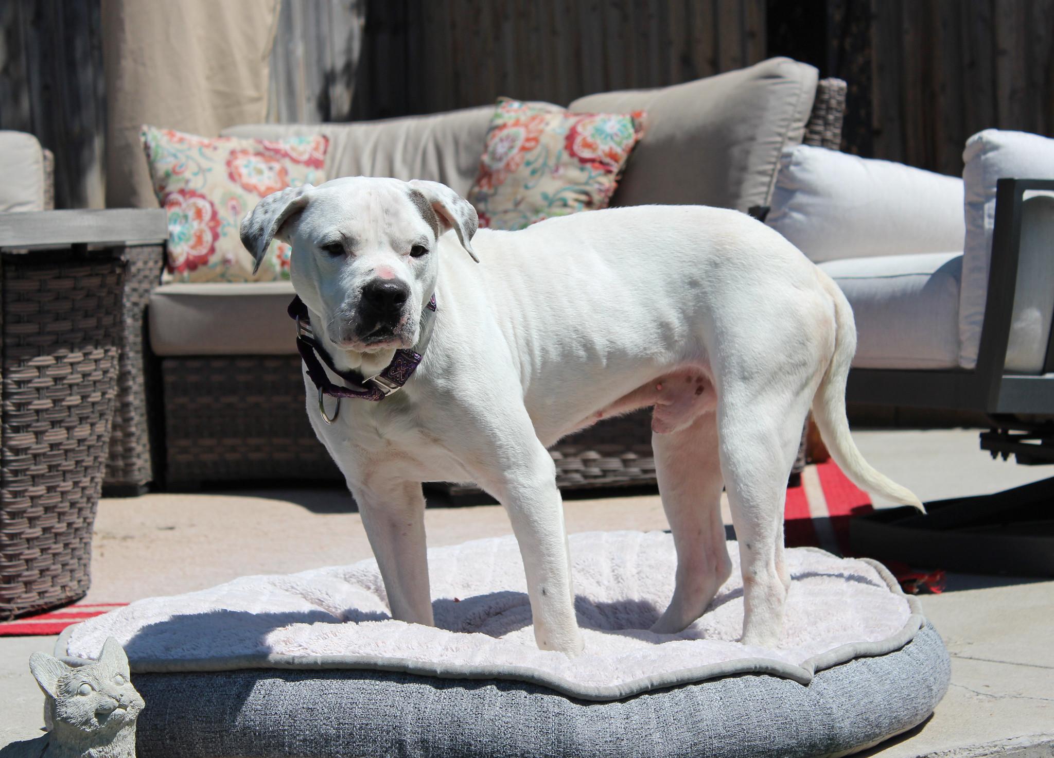 Skylar, an adoptable Terrier in Sioux Falls, SD, 57101 | Photo Image 5