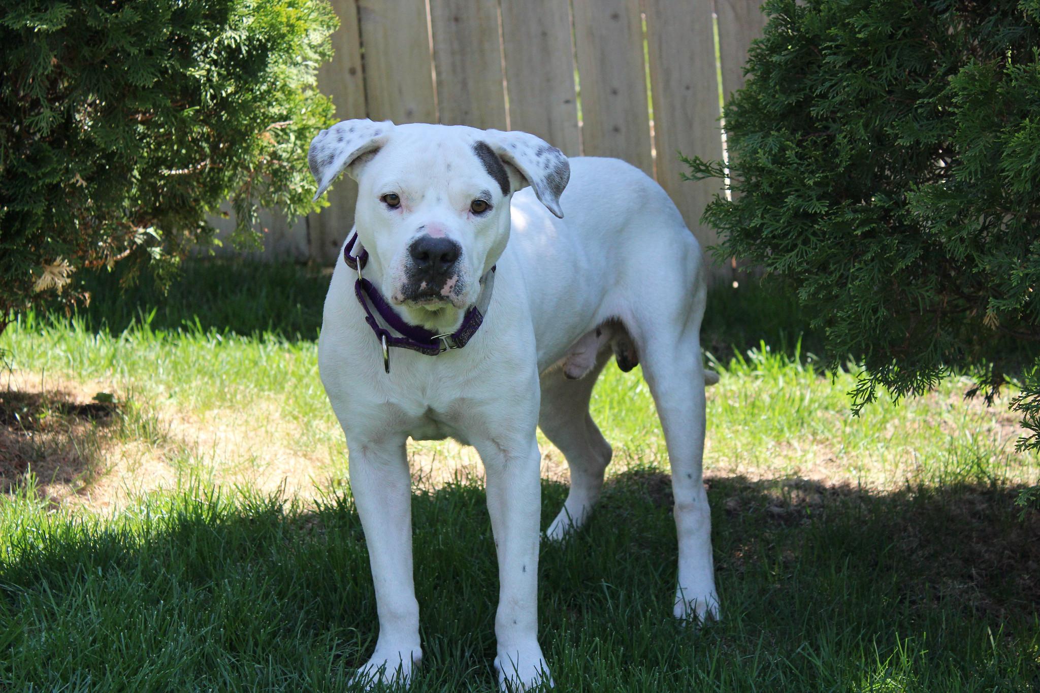 Skylar, an adoptable Terrier in Sioux Falls, SD, 57101 | Photo Image 6