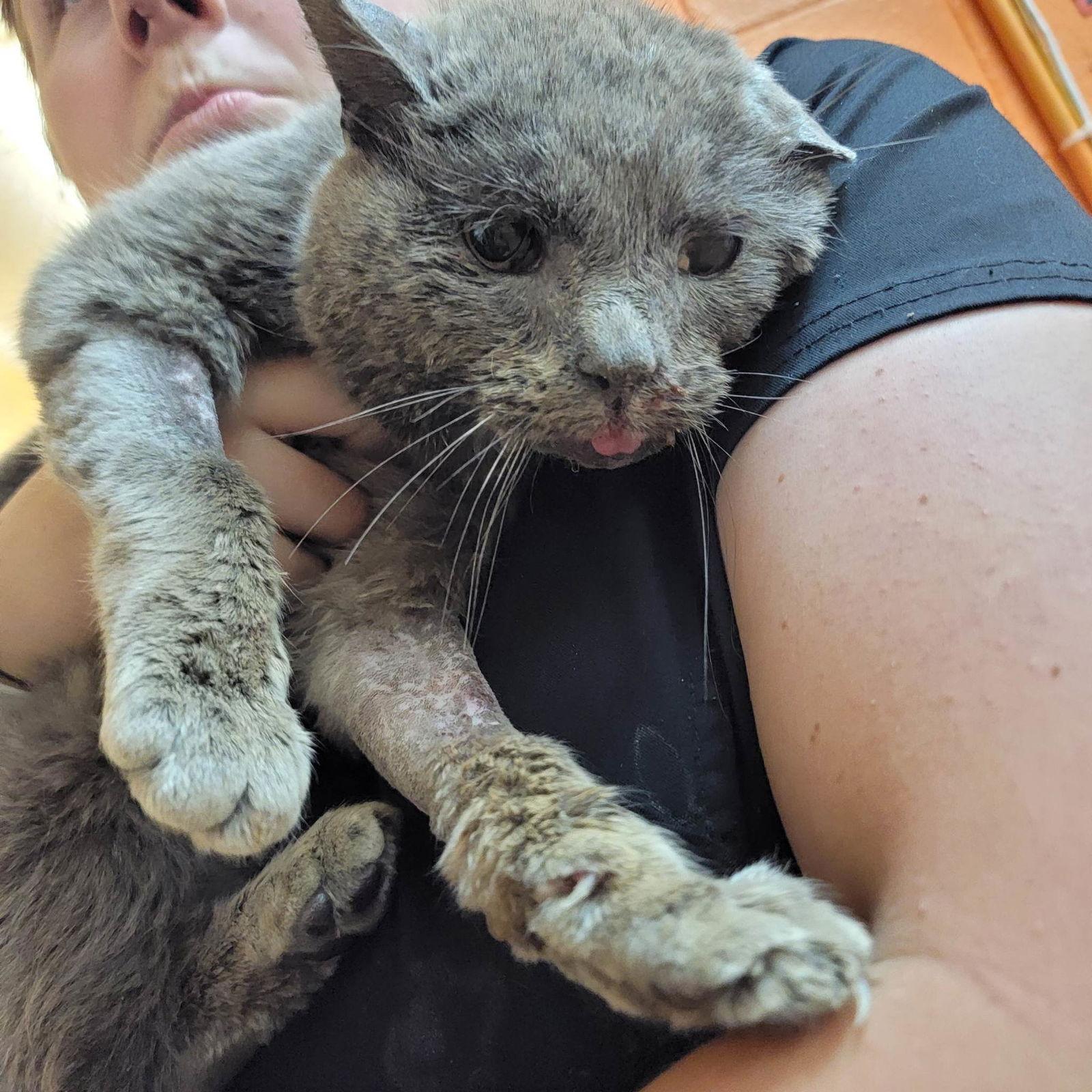 Enlarge Jaws, a Adopted Russian Blue in Orangeburg, SC image 1/1