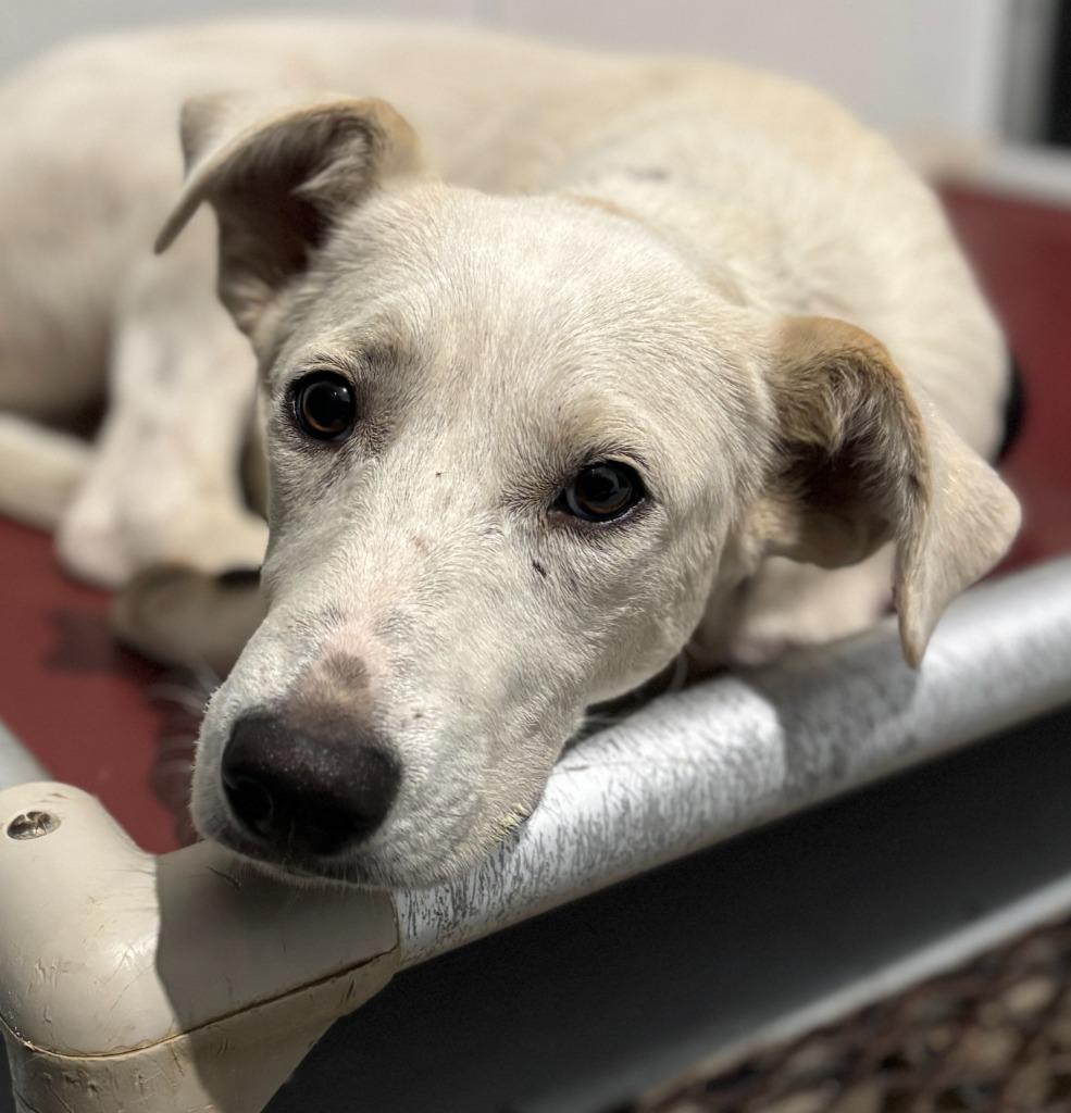 Enlarge Pam, a Adoptable mixed breed in Carthage, MO image 1/1