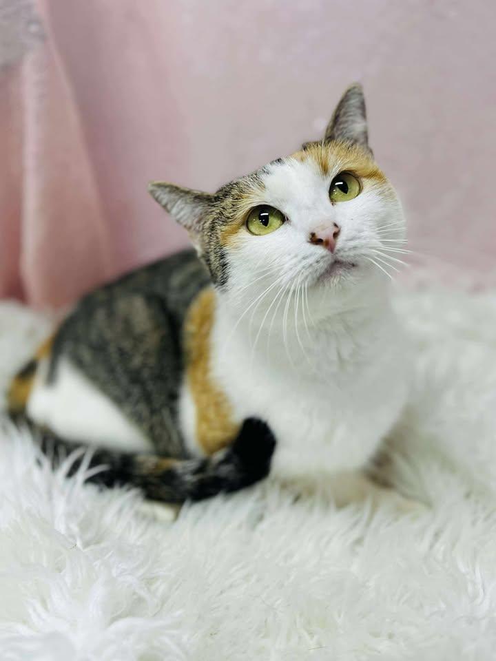 Enlarge Sangria, a Adoptable Domestic Short Hair in Clarkesville, GA image 1/1