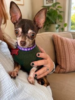 Nutella, Adopted, Senior Female Chihuahua.