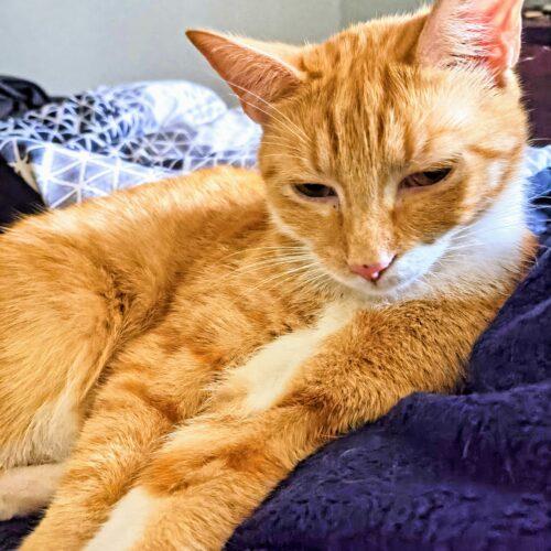 Enlarge Cain, a Adoptable Domestic Short Hair in Newton, NC image 1/1