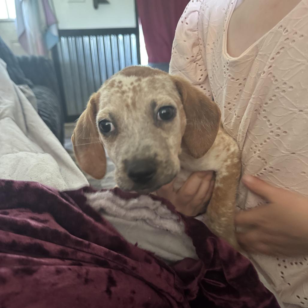 Pickle, Adoptable, Puppy Male Redbone Coonhound.