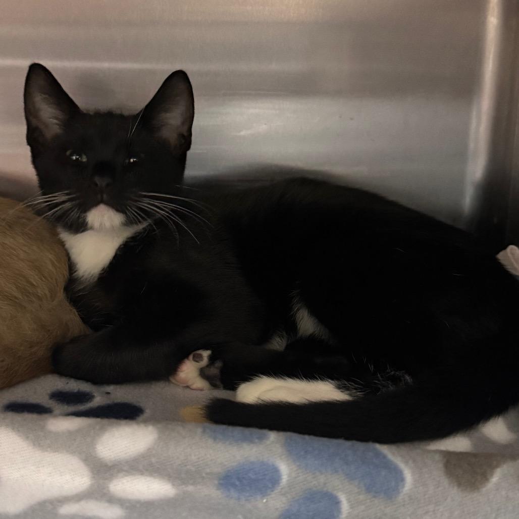 Enlarge Astronomer 29778, a Adoptable Domestic Short Hair in Middleburg, FL image 1/1
