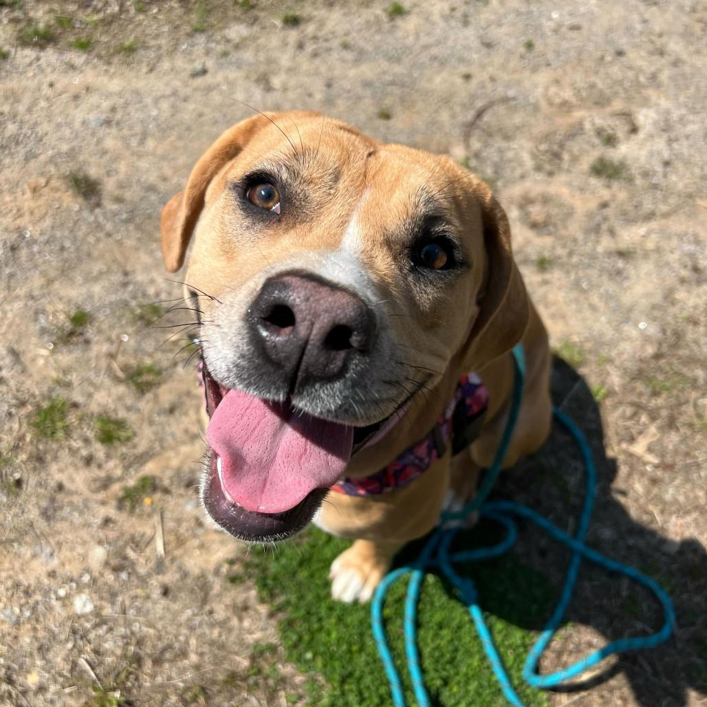 Enlarge Little Debbie, a Adoptable Pit Bull Terrier in Waynesville, NC image 1/5