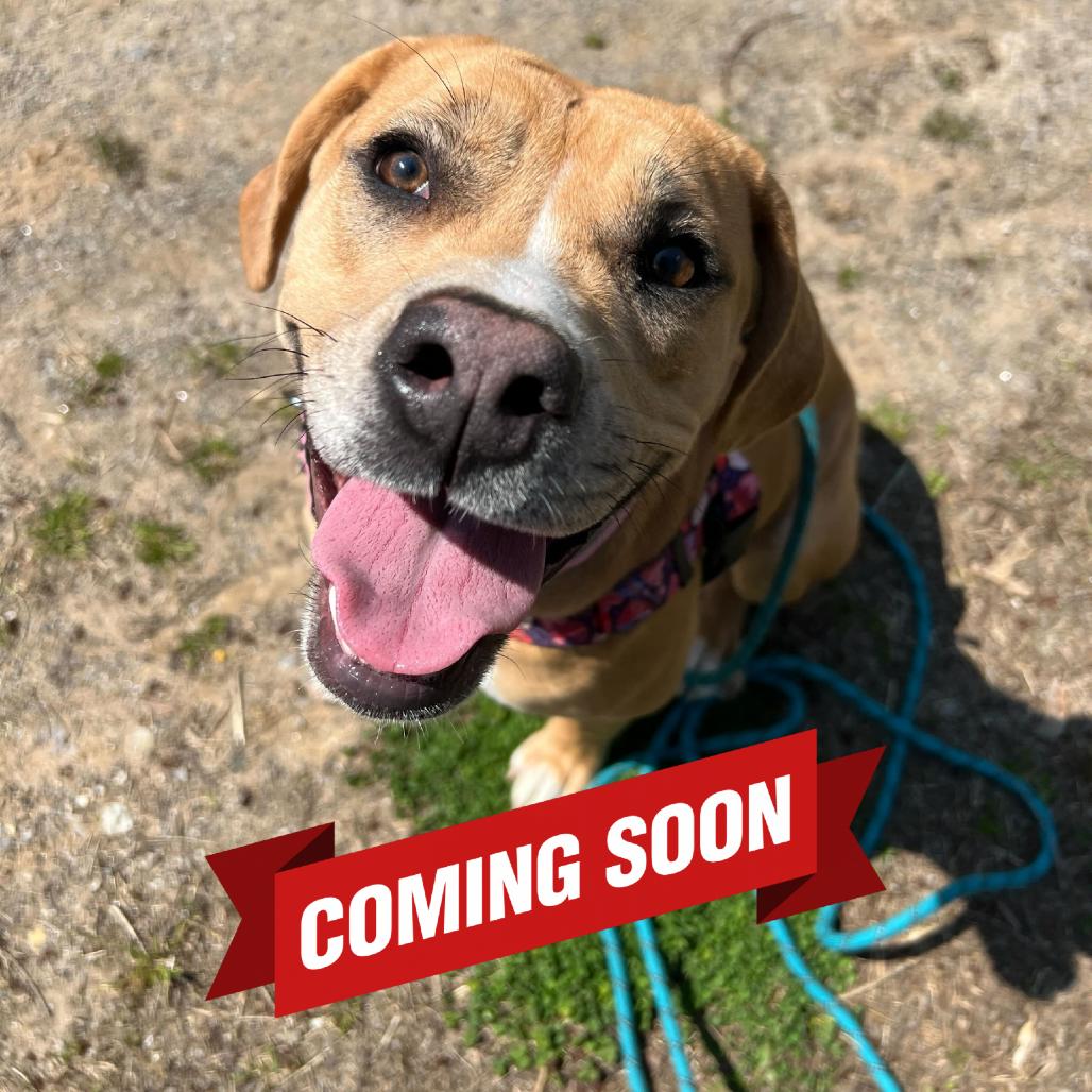 Enlarge Little Debbie, a Adoptable Pit Bull Terrier in Waynesville, NC image 2/5