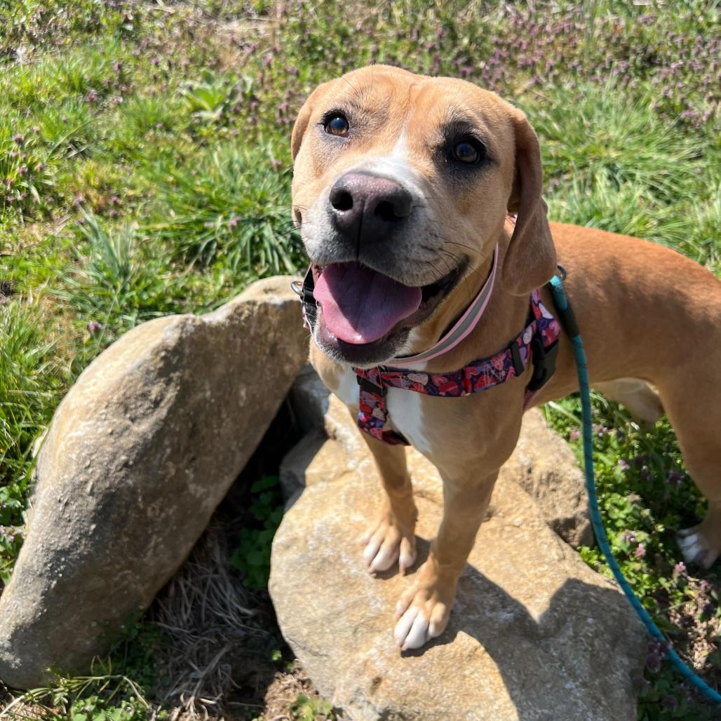 Enlarge Little Debbie, a Adoptable Pit Bull Terrier in Waynesville, NC image 3/5