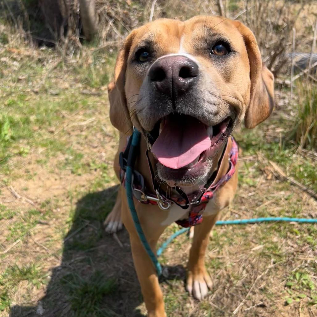 Enlarge Little Debbie, a Adoptable Pit Bull Terrier in Waynesville, NC image 4/5