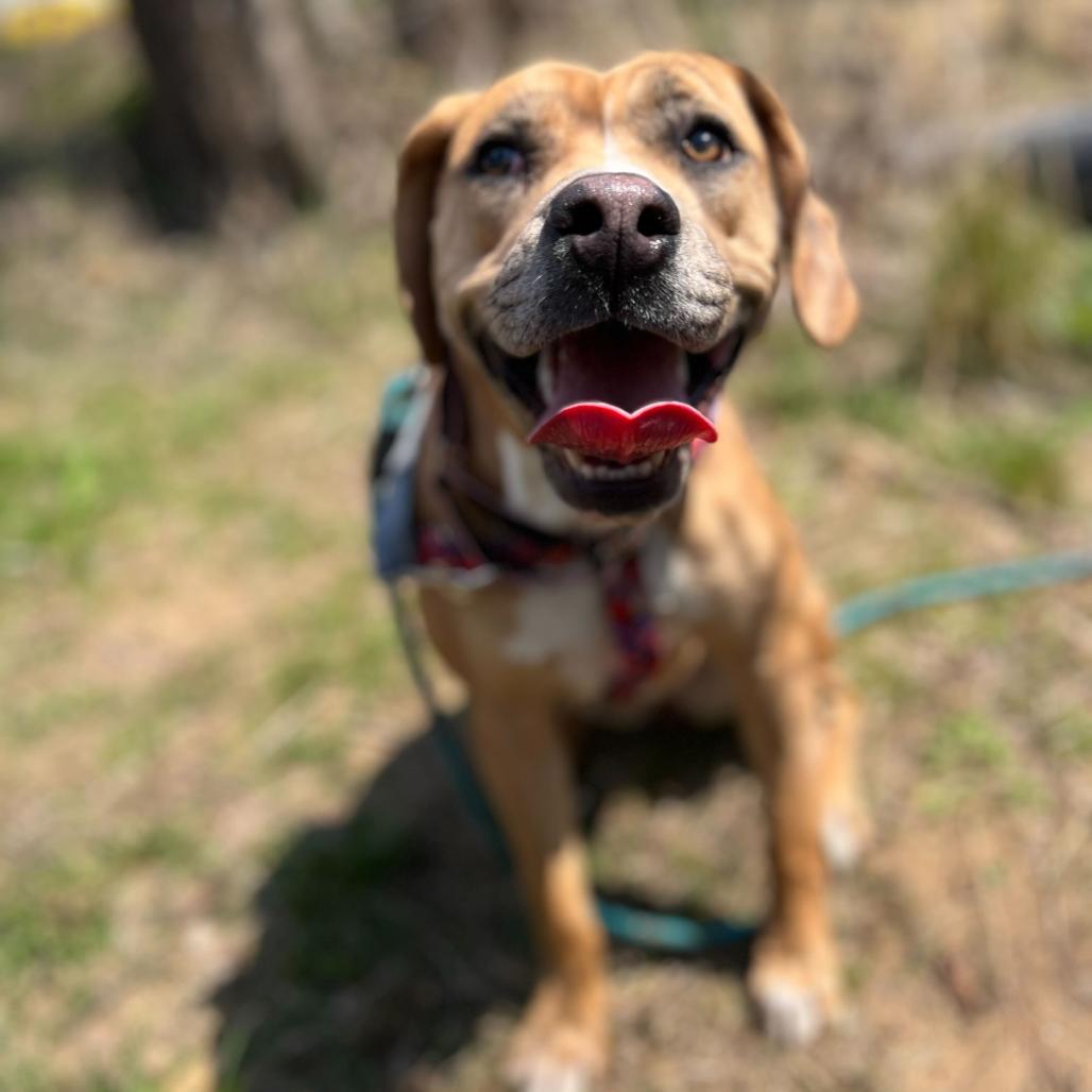 Enlarge Little Debbie, a Adoptable Pit Bull Terrier in Waynesville, NC image 5/5