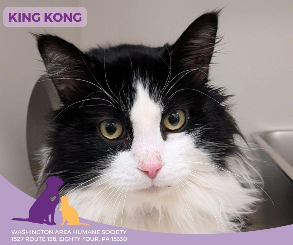 Enlarge King Kong, an adopted mixed breed in Eighty Four, PA image 1/1