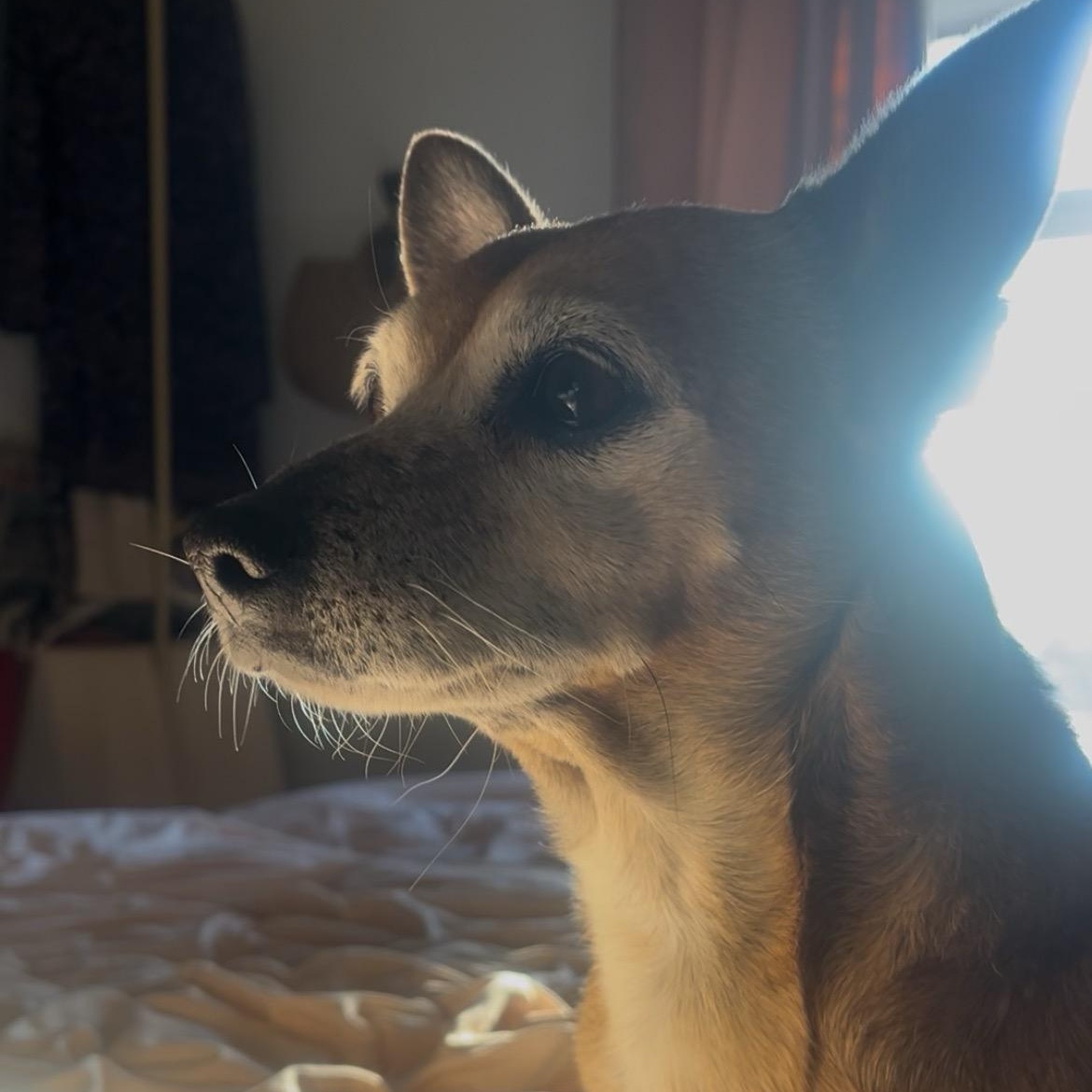 Enlarge Chorizo, a Adoptable mixed breed in Marfa, TX image 1/5