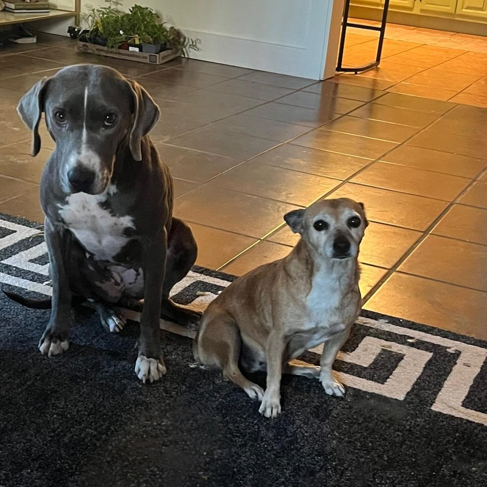 Enlarge Chorizo, a Adoptable mixed breed in Marfa, TX image 3/5