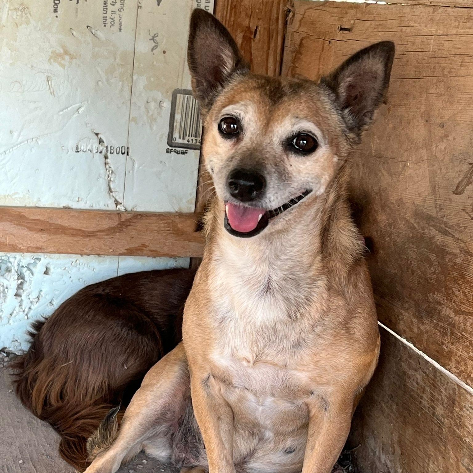 Enlarge Chorizo, a Adoptable mixed breed in Marfa, TX image 4/5