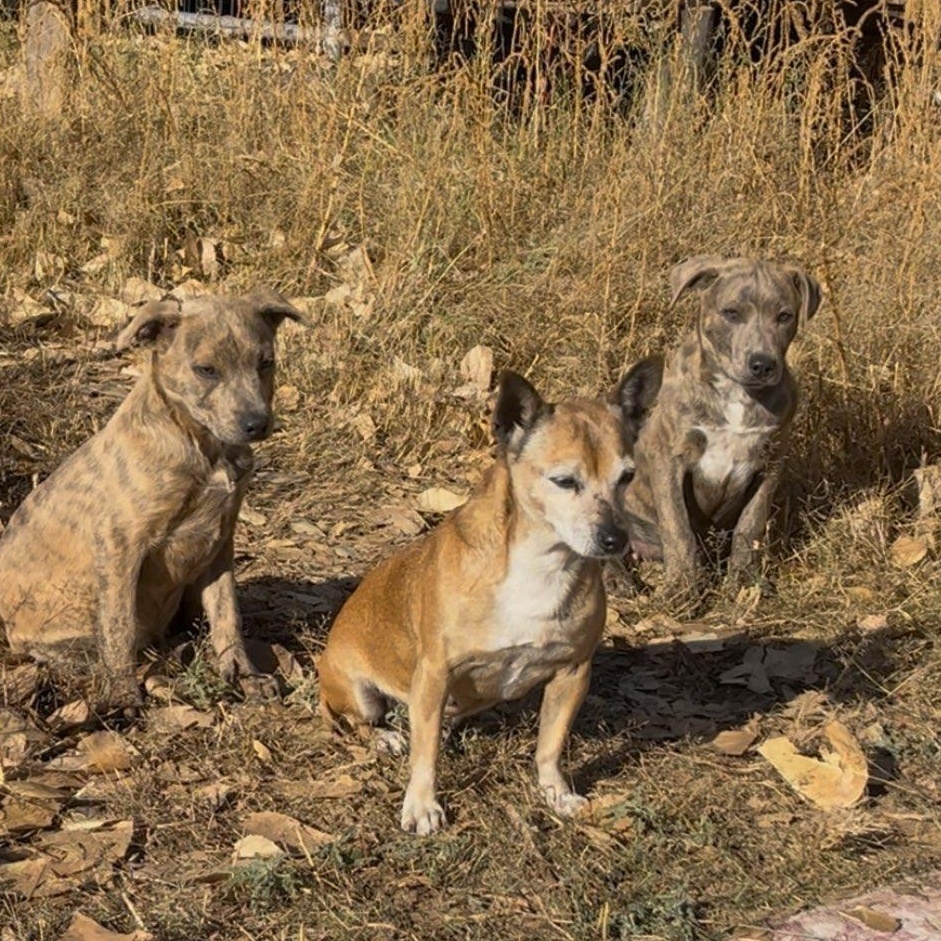 Enlarge Chorizo, a Adoptable mixed breed in Marfa, TX image 2/5
