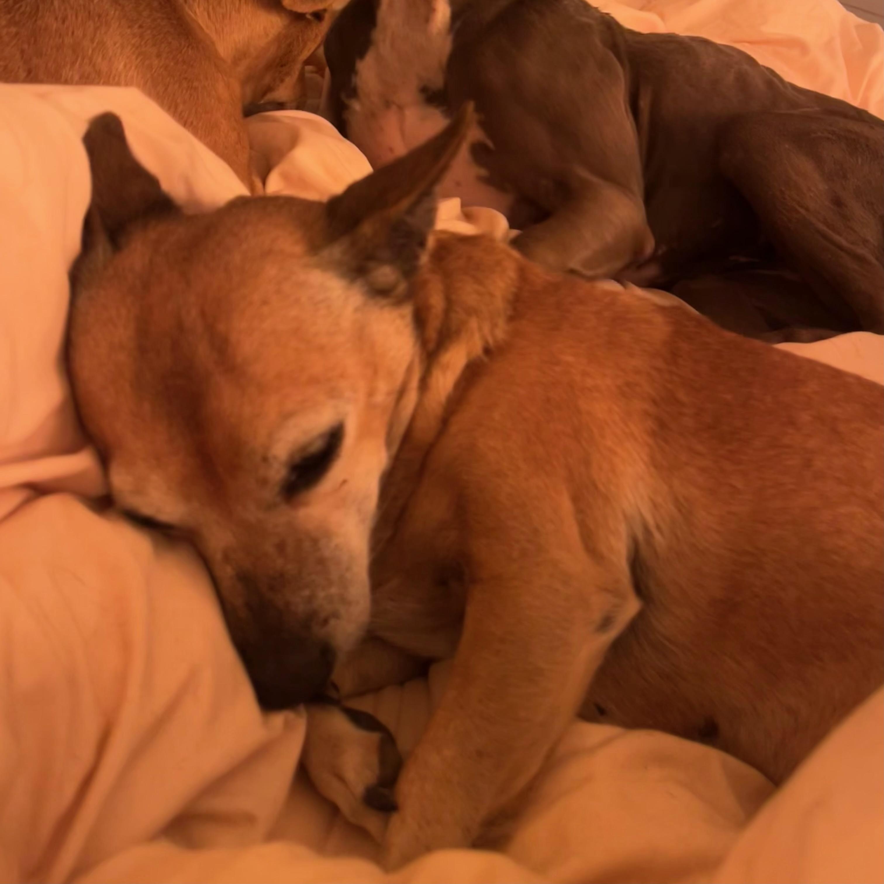 Enlarge Chorizo, a Adoptable mixed breed in Marfa, TX image 5/5