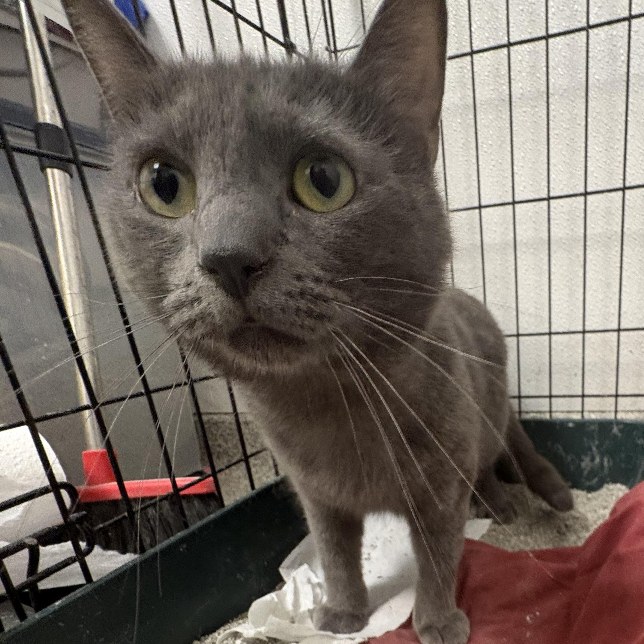 Enlarge Boops, a Adoptable Domestic Short Hair in Youngstown, OH image 1/1