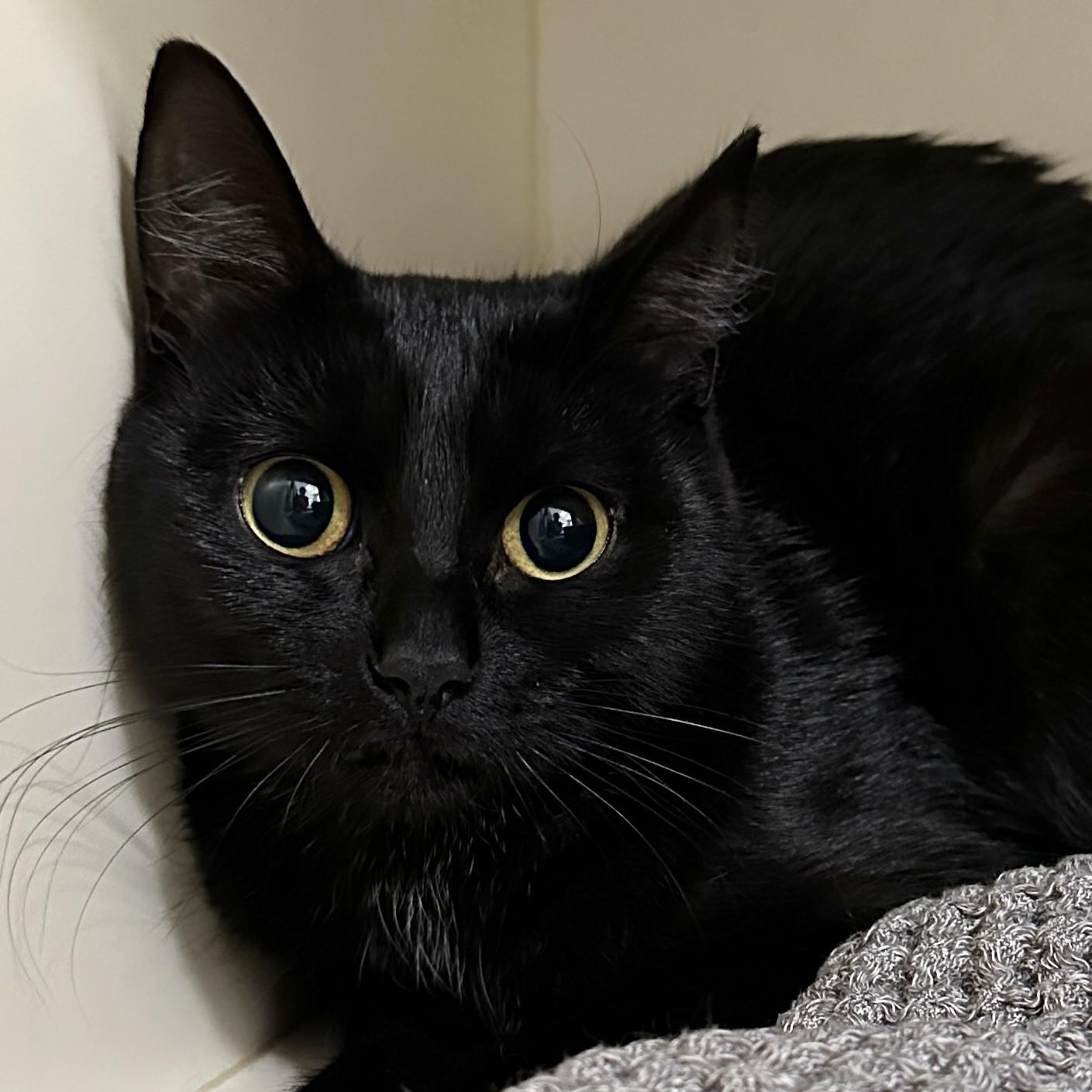 Shadow, a Adoptable Domestic Short Hair in Victor, NY image 6/6