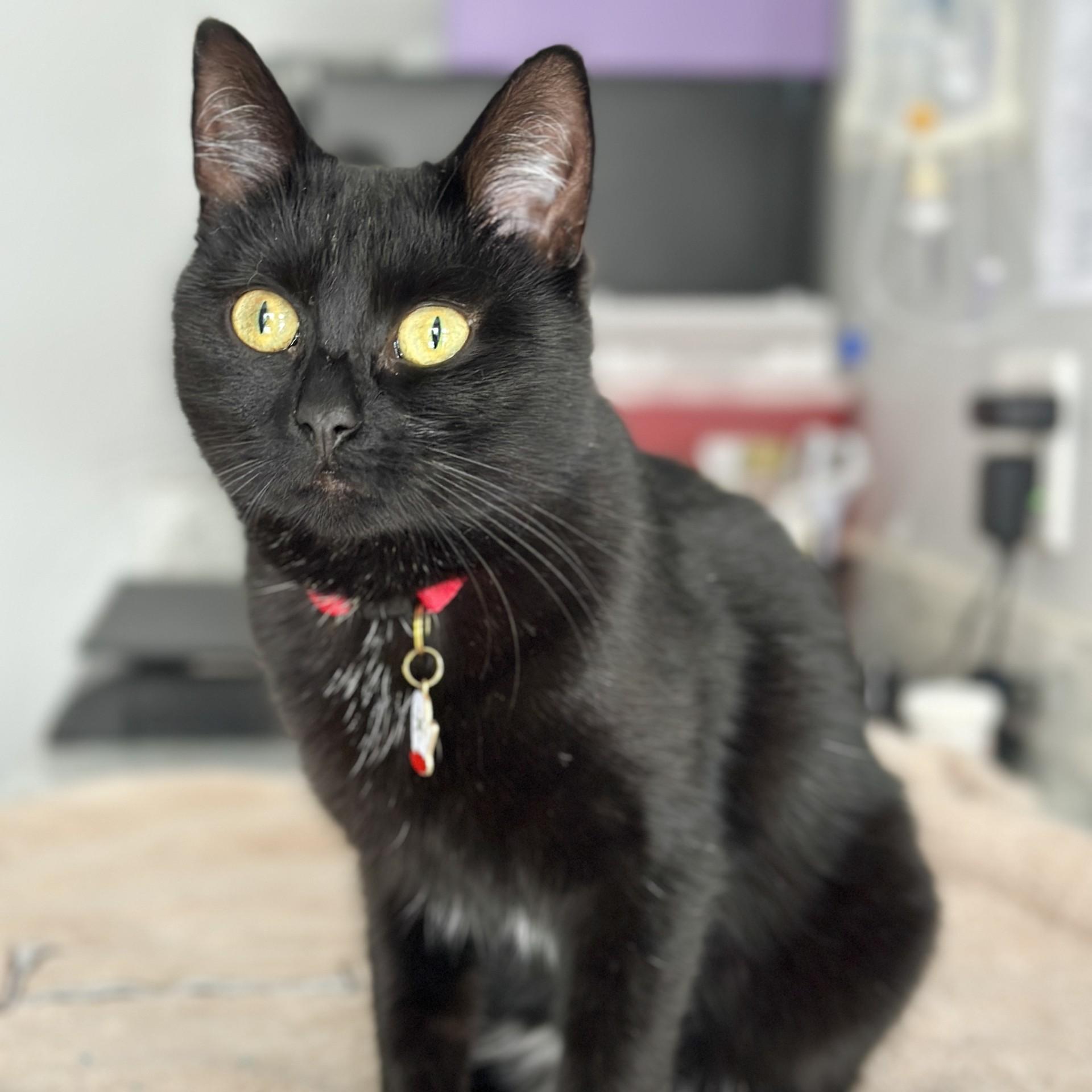 Enlarge Shadow, a Adoptable Domestic Short Hair in Victor, NY image 3/6