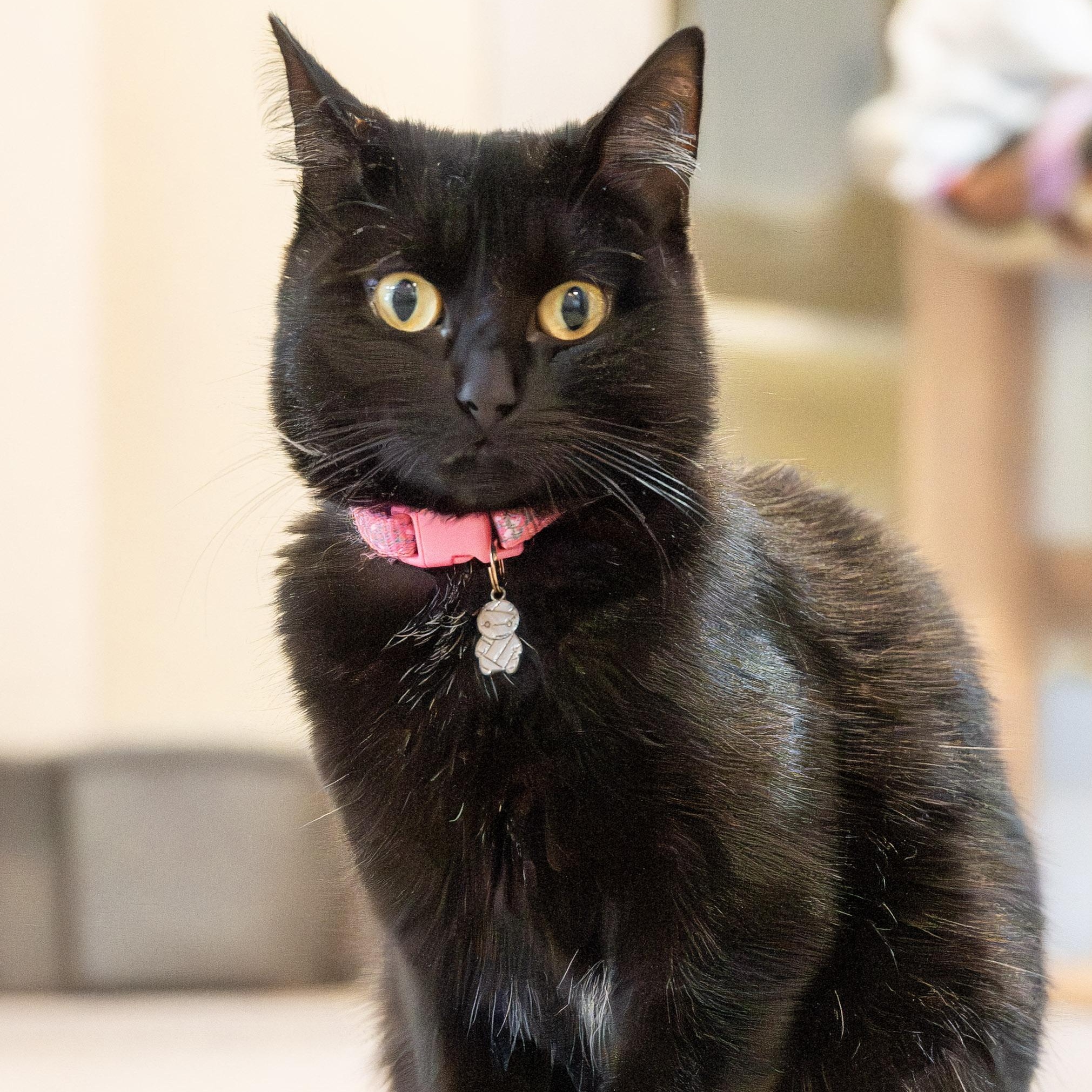 Shadow, a Adoptable Domestic Short Hair in Victor, NY image 2/6