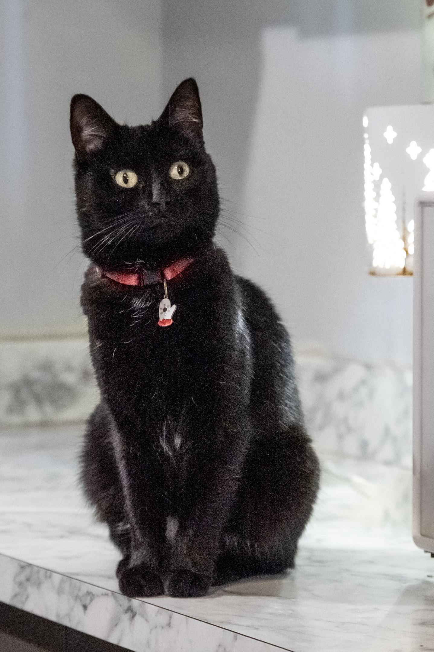 Enlarge Shadow, a Adoptable Domestic Short Hair in Victor, NY image 6/6