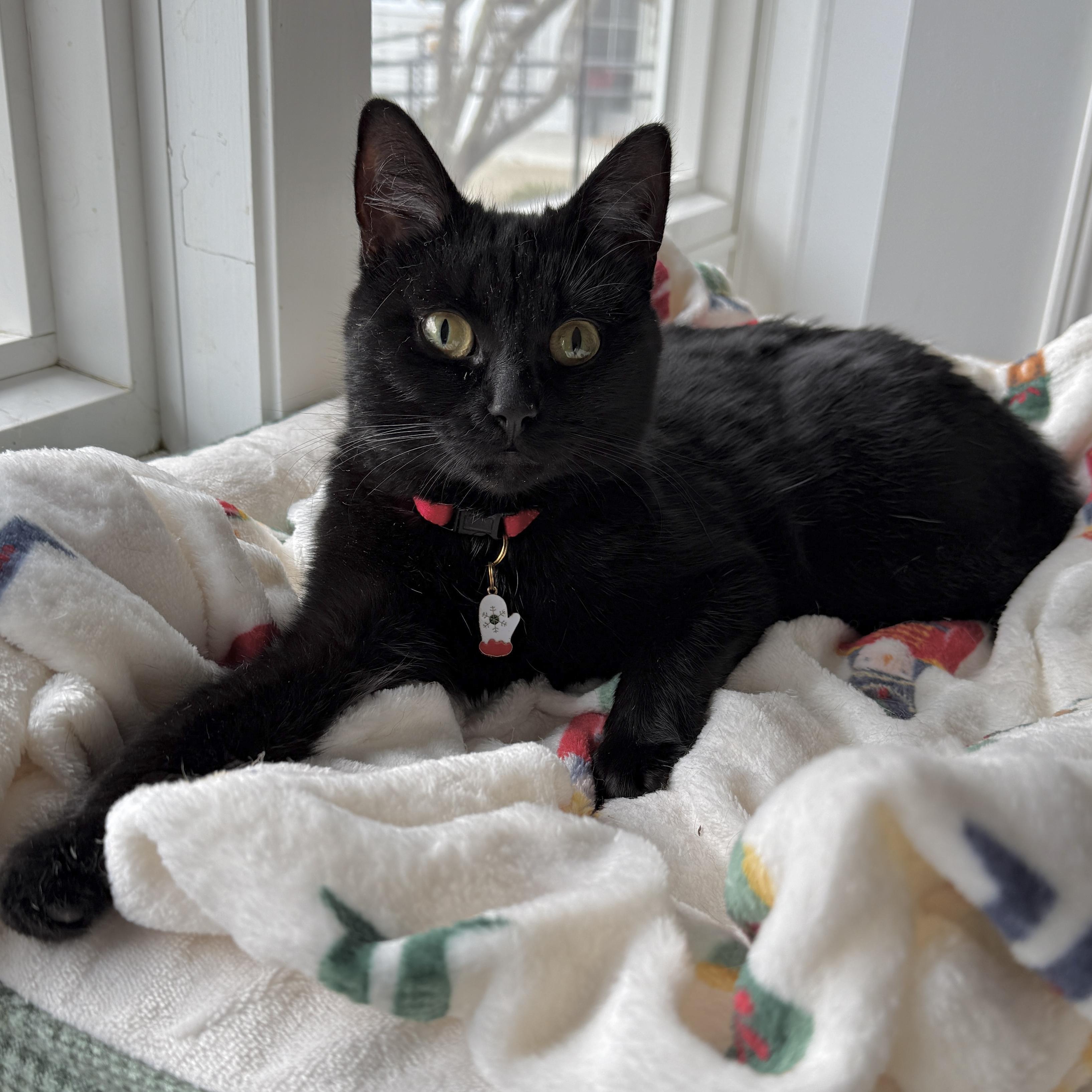 Shadow, Adoptable, Adult Female Domestic Short Hair.