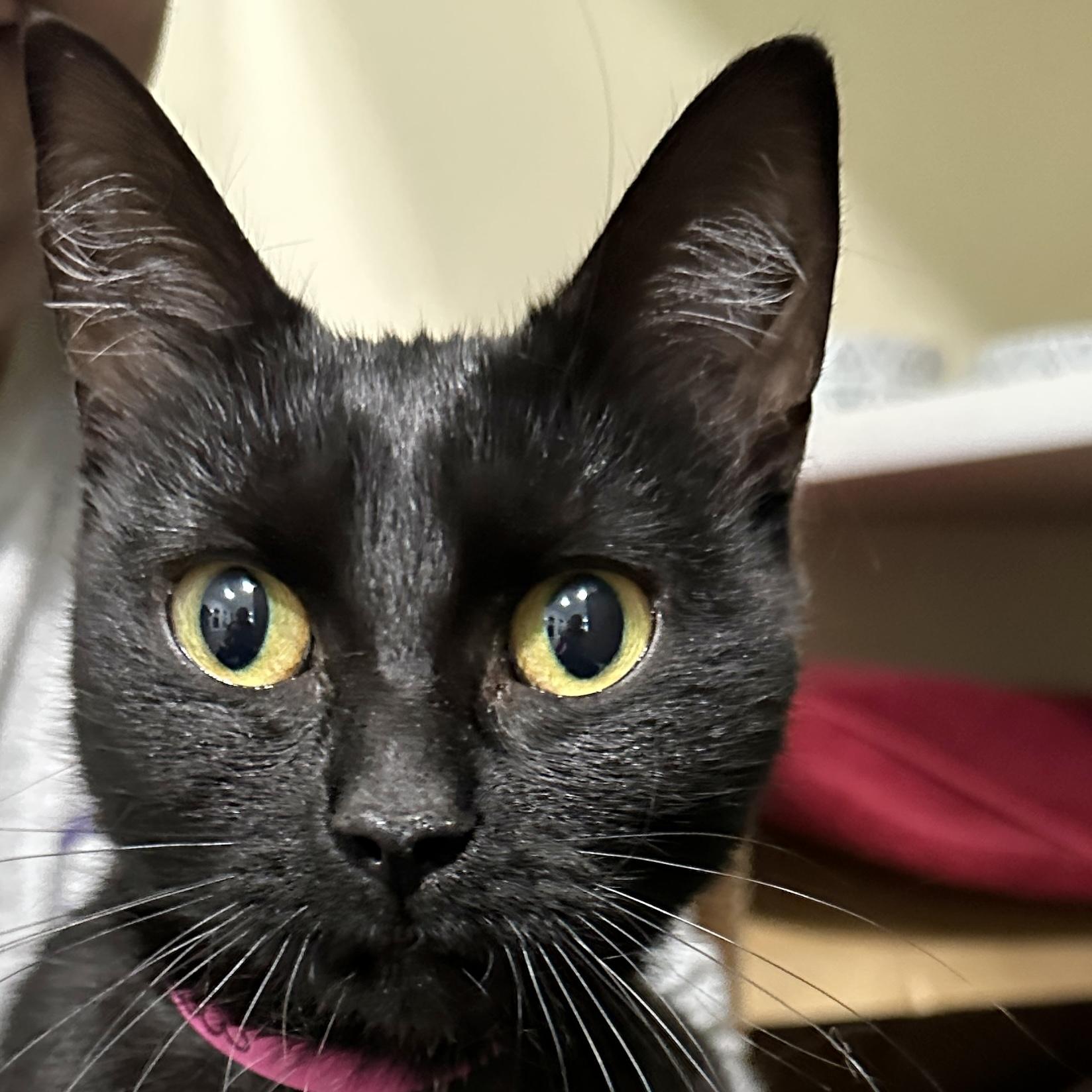 Shadow, a Adoptable Domestic Short Hair in Victor, NY image 5/6