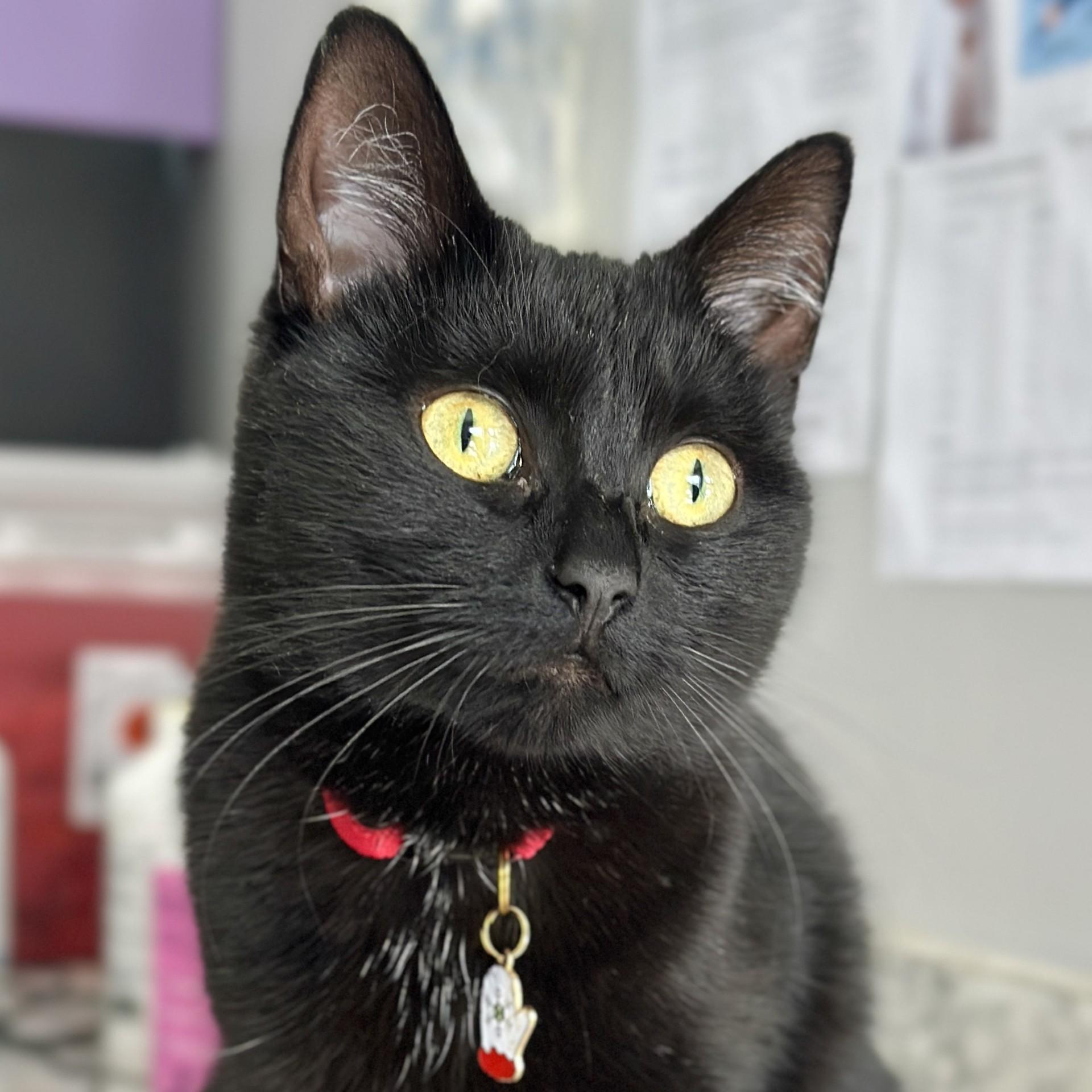 Enlarge Shadow, a Adoptable Domestic Short Hair in Victor, NY image 1/6