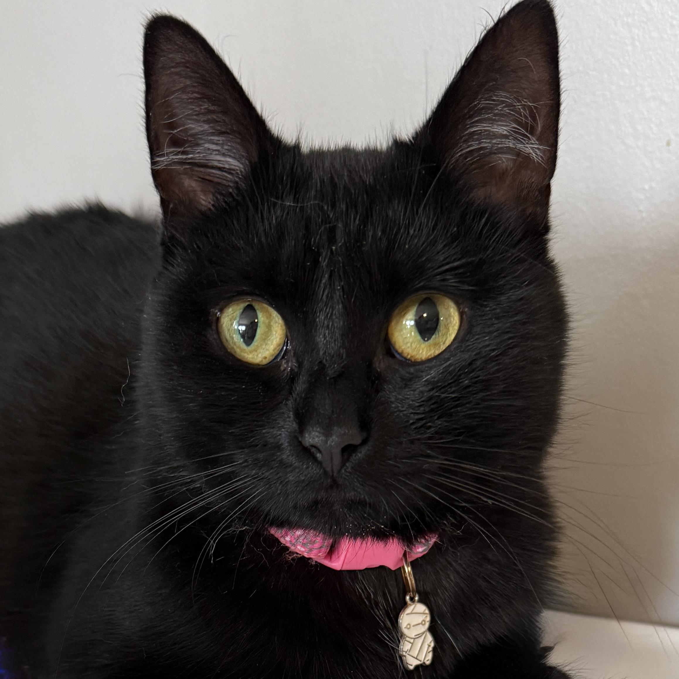 Shadow, a Adoptable Domestic Short Hair in Victor, NY image 3/6