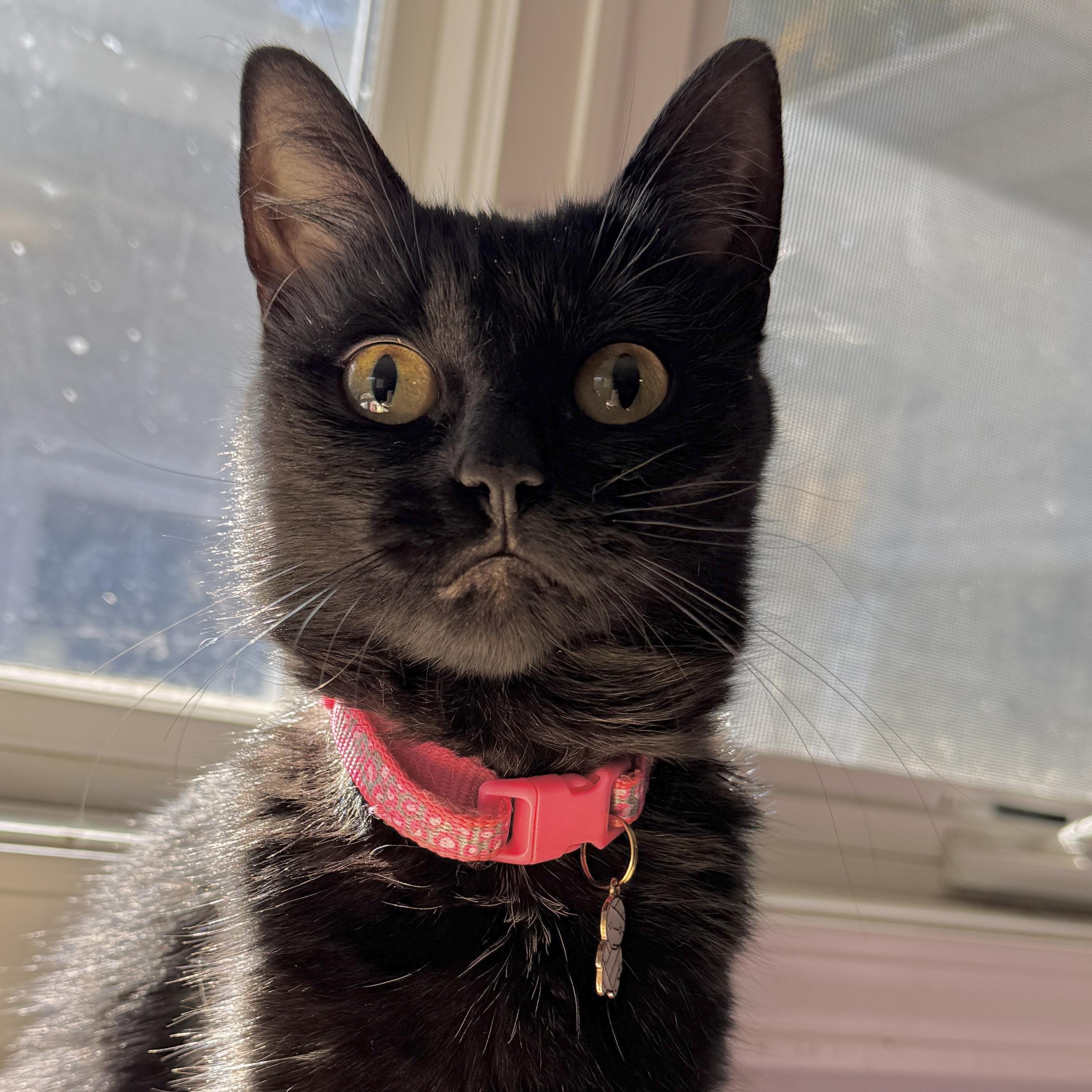 Shadow, a Adoptable Domestic Short Hair in Victor, NY image 4/6