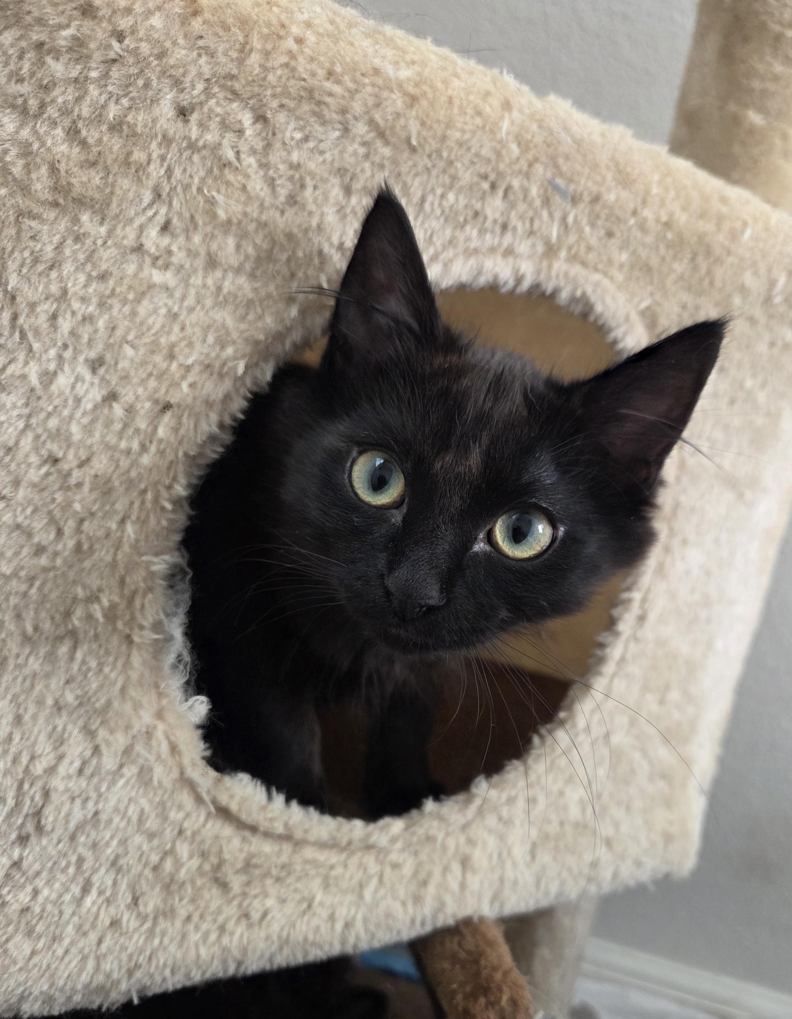 Skye, adopted, Kitten Female Domestic Medium Hair.