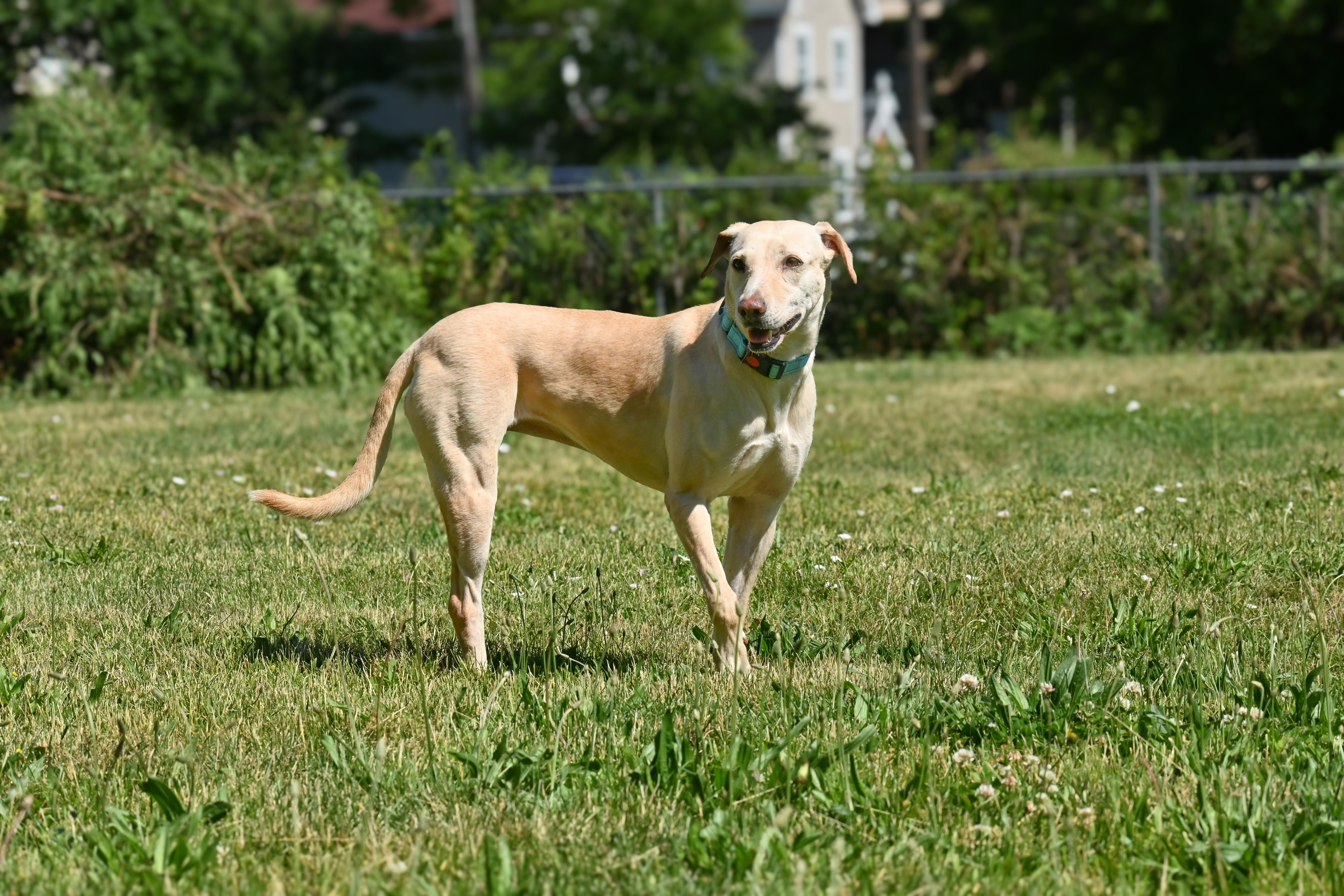 Yunai, a ADOPTABLE mixed breed in Palos Heights, IL image 2/5