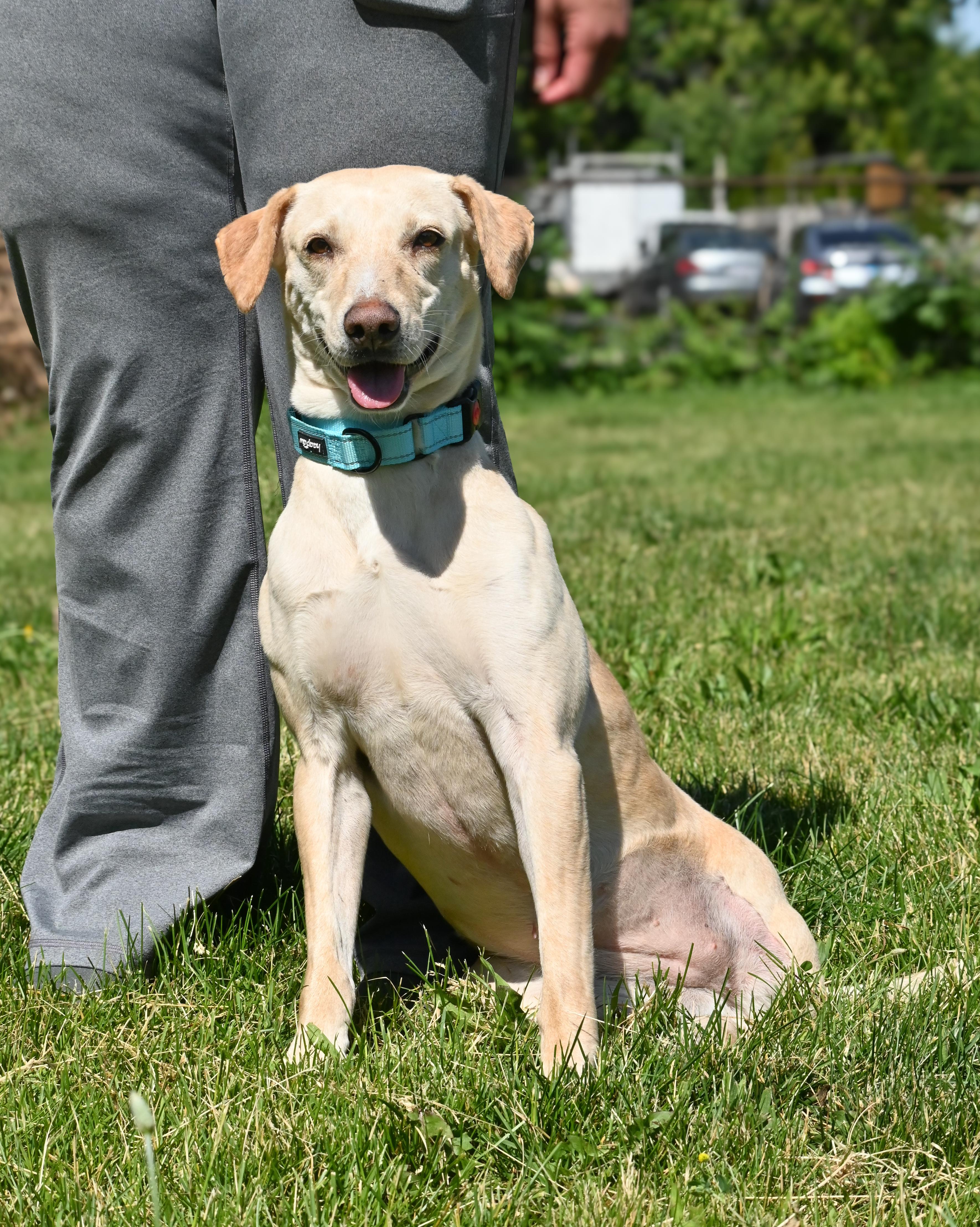 Yunai, a ADOPTABLE mixed breed in Palos Heights, IL image 1/5